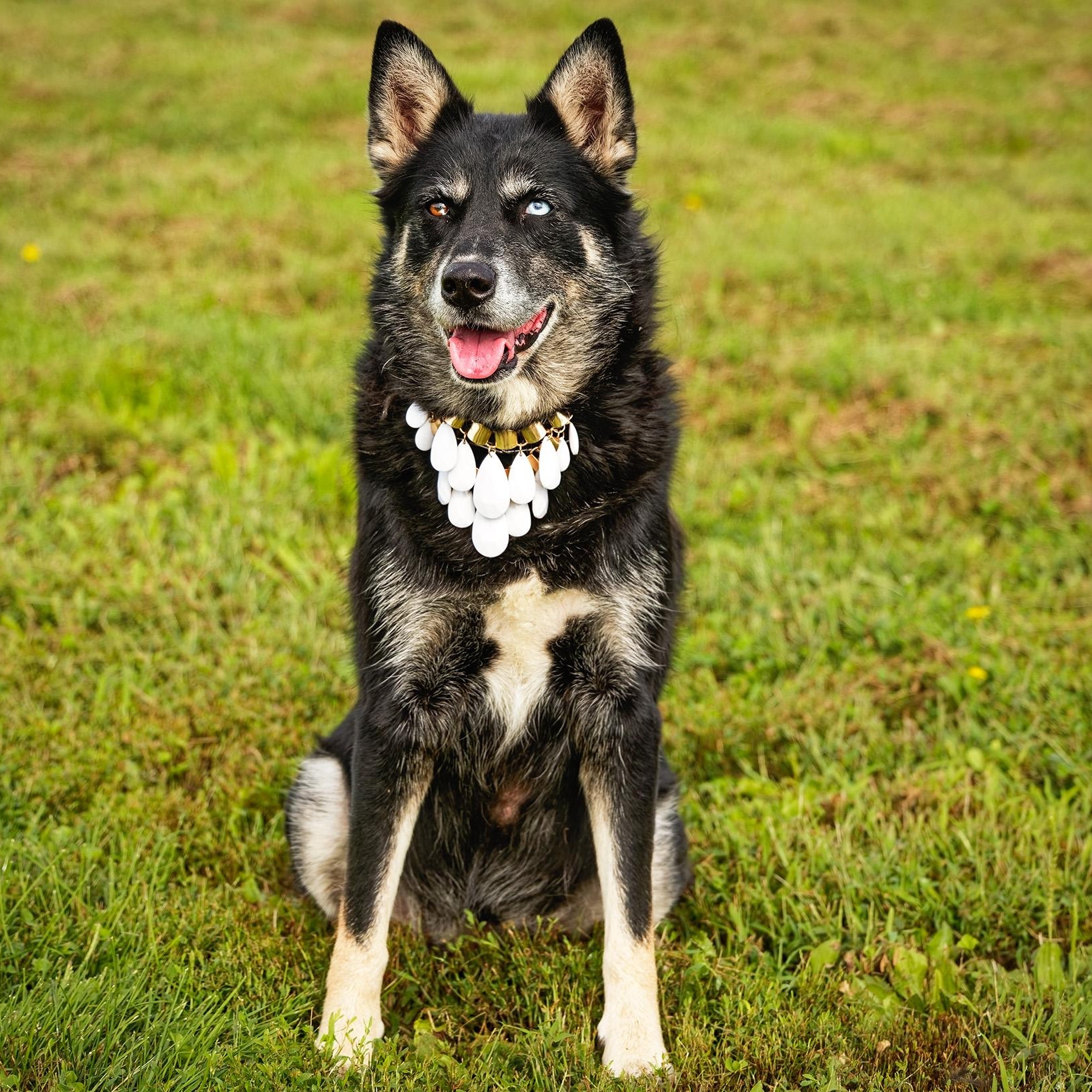 Enlarge Myra, a Adoptable mixed breed in Clarinda, IA image 2/5