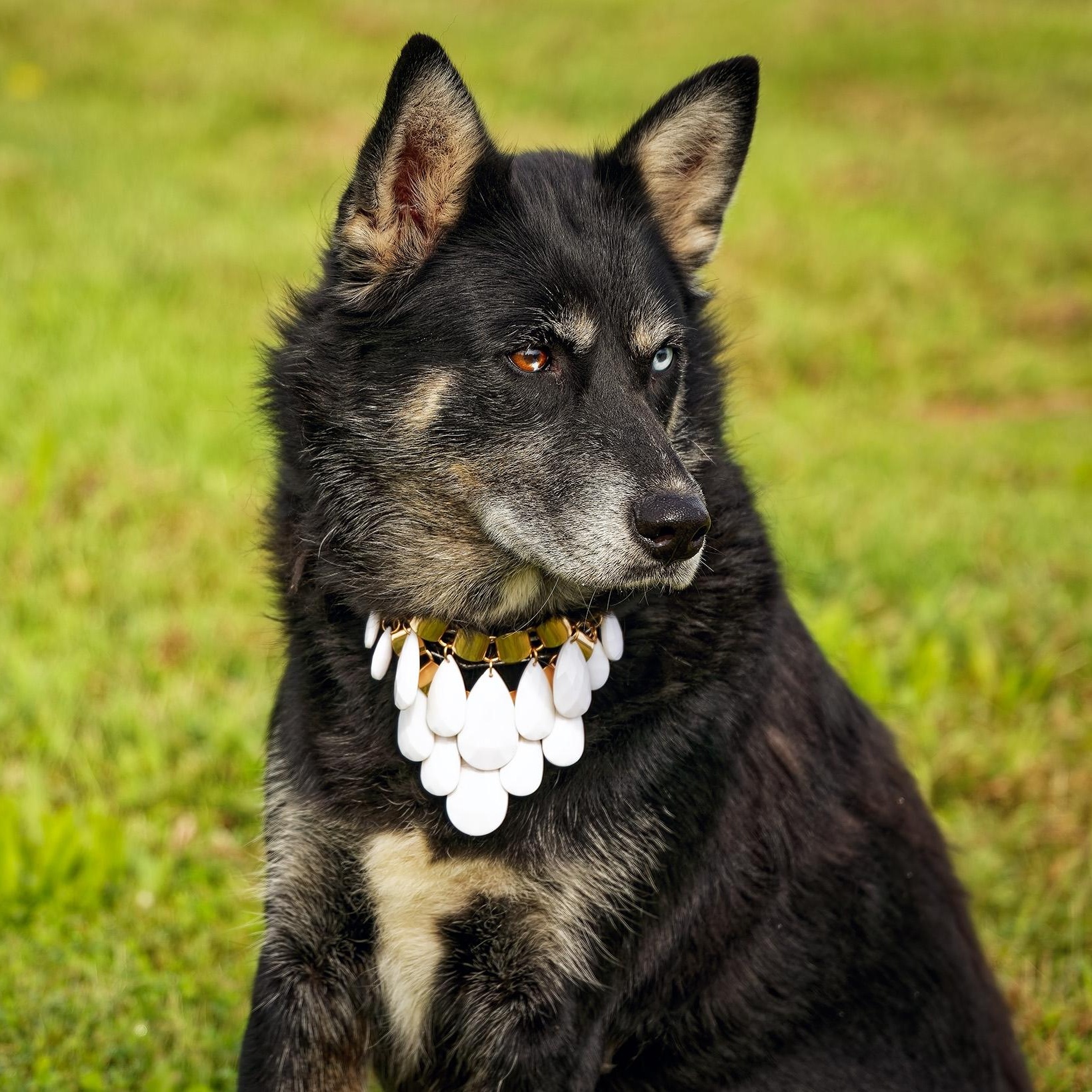 Enlarge Myra, a Adoptable mixed breed in Clarinda, IA image 3/5