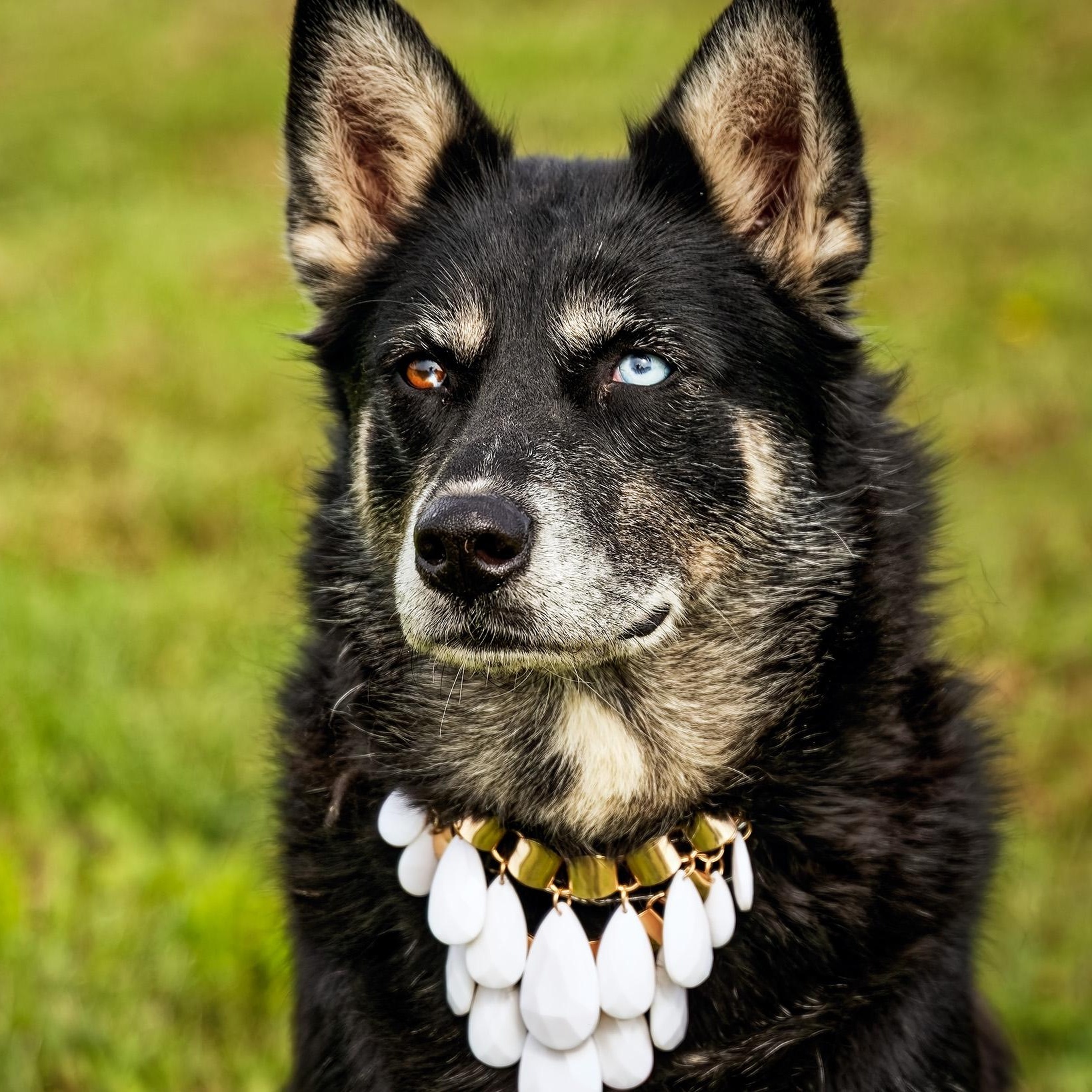 Myra, Adoptable, Adult Female Siberian Husky & Black Labrador Retriever.