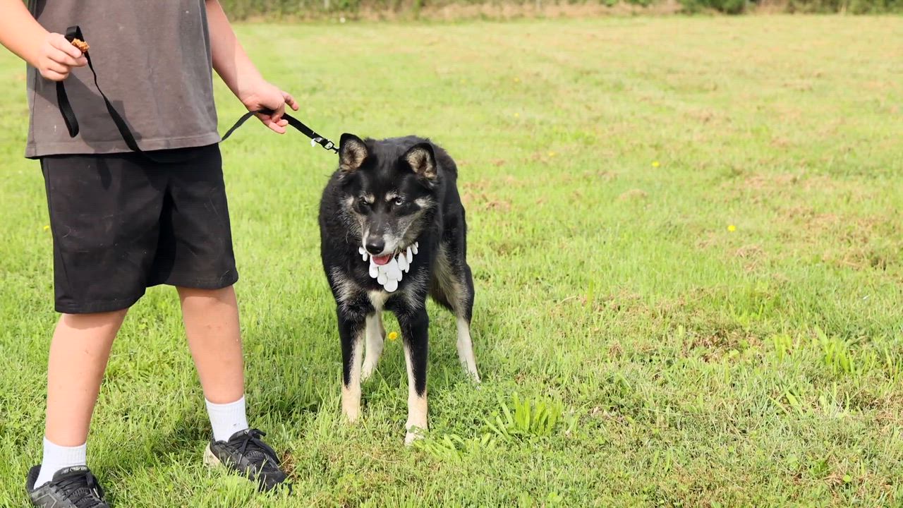 Enlarge Myra, a Adoptable mixed breed in Clarinda, IA video 5/5