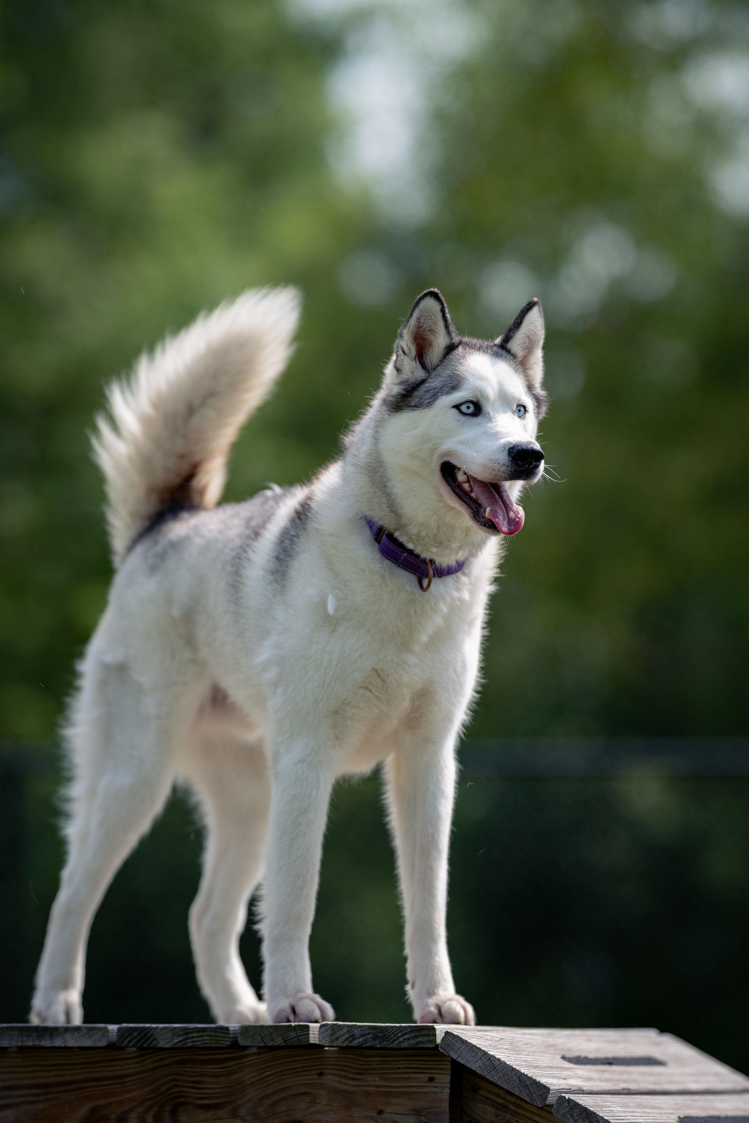 Eugene, ADOPTABLE, Adult Male Husky.