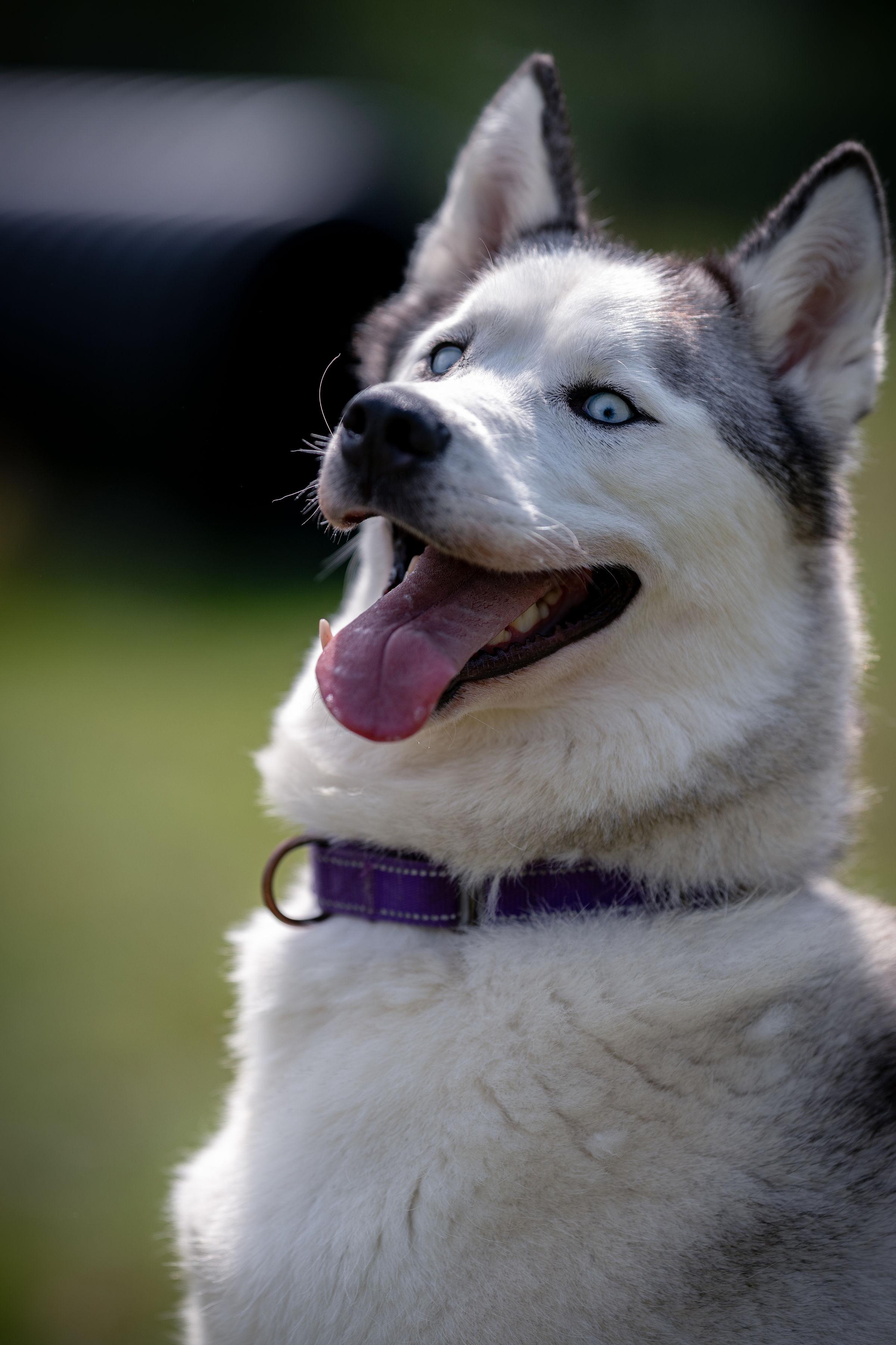 Enlarge Eugene, a ADOPTABLE Husky in Paris, ME image 2/4