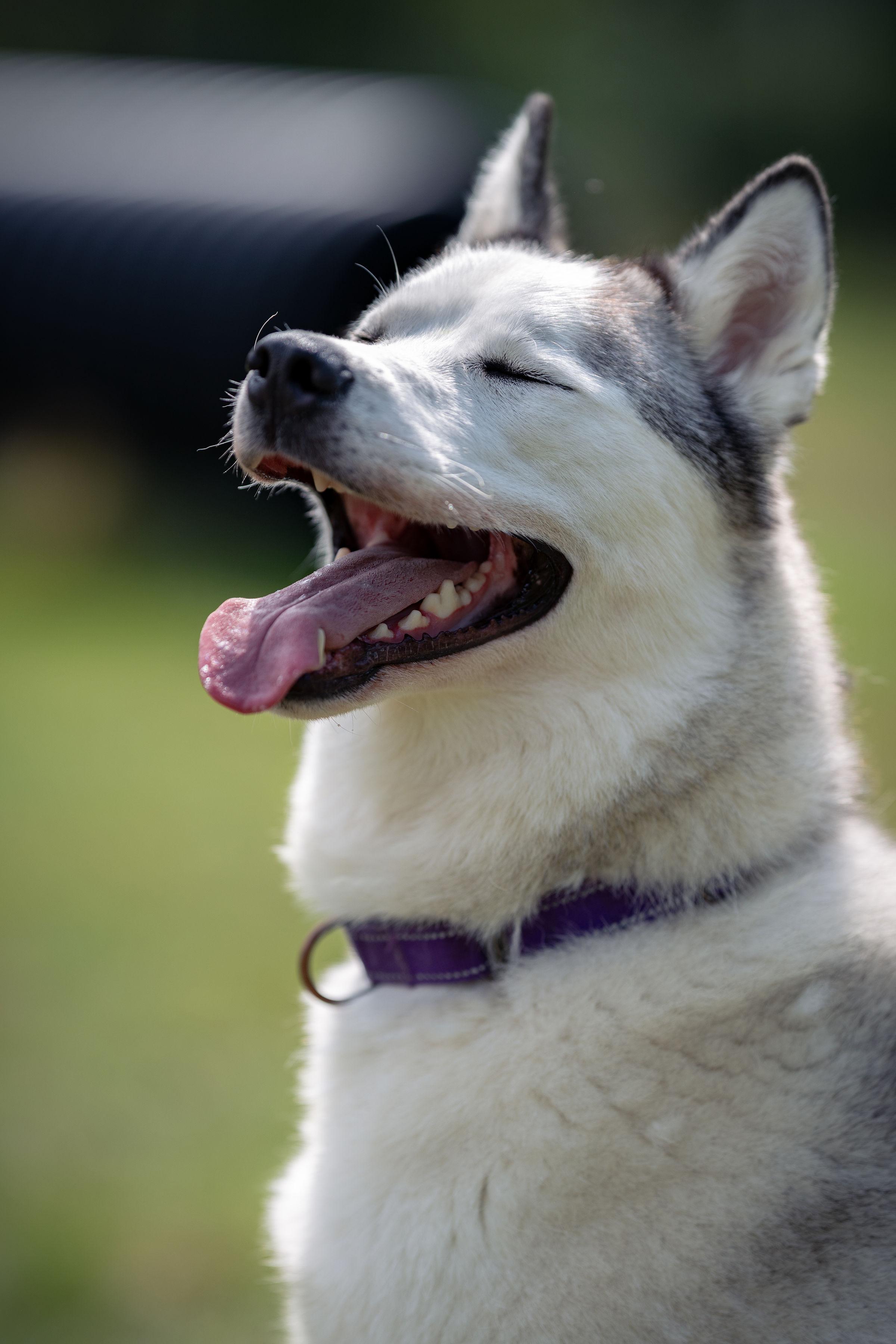 Enlarge Eugene, a ADOPTABLE Husky in Paris, ME image 4/4