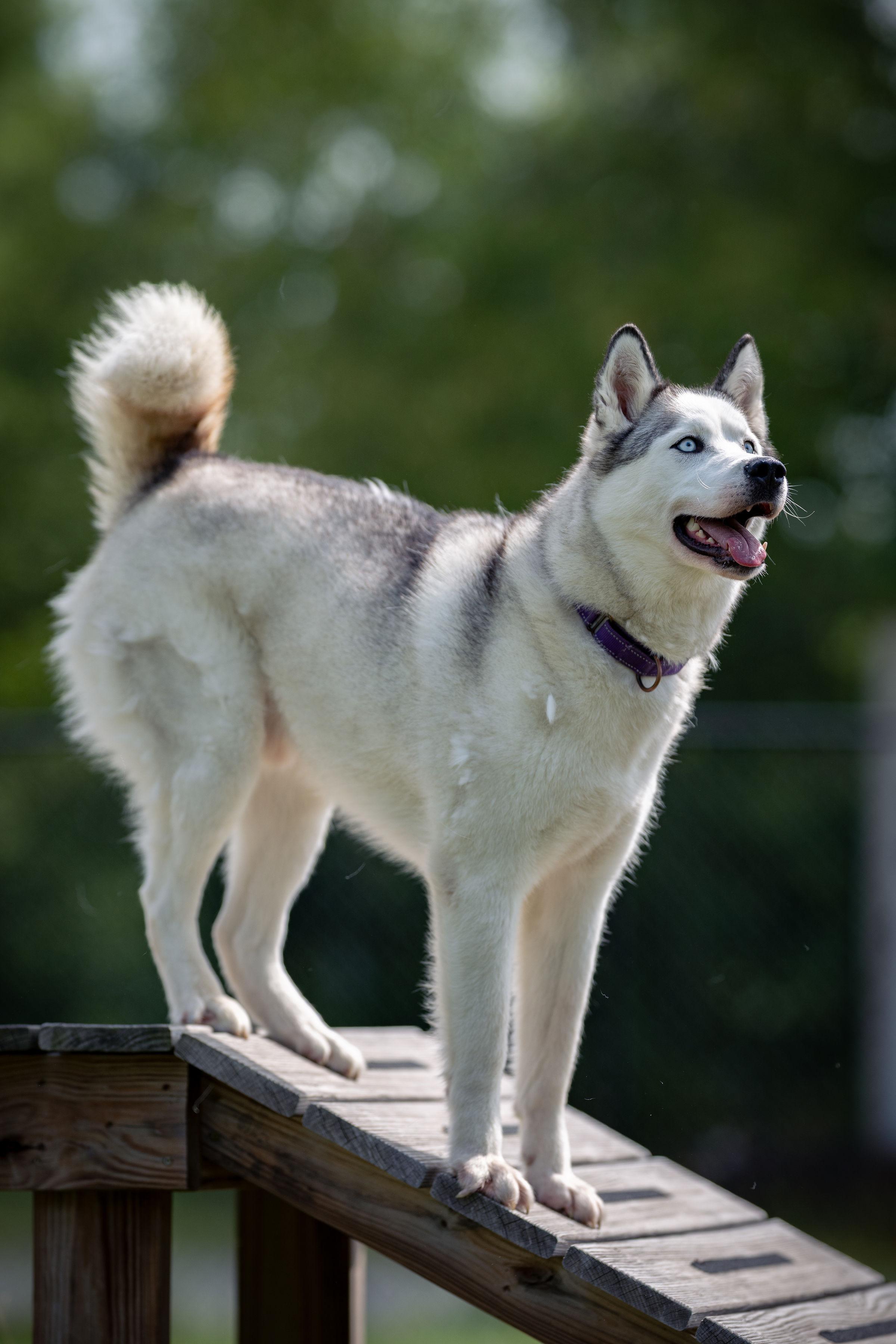 Enlarge Eugene, a ADOPTABLE Husky in Paris, ME image 3/4