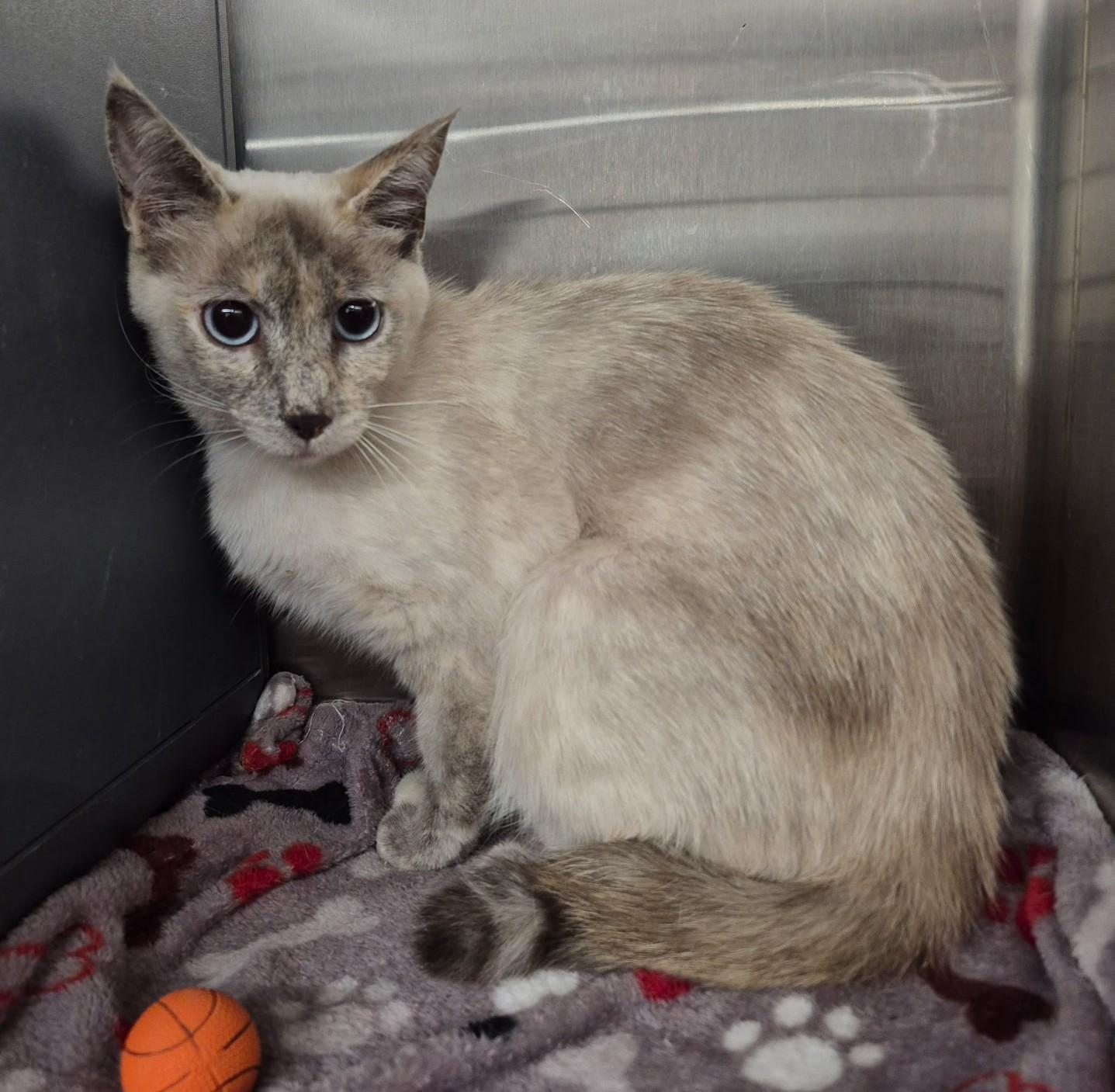 Ocean, ADOPTABLE, Adult Female Siamese.