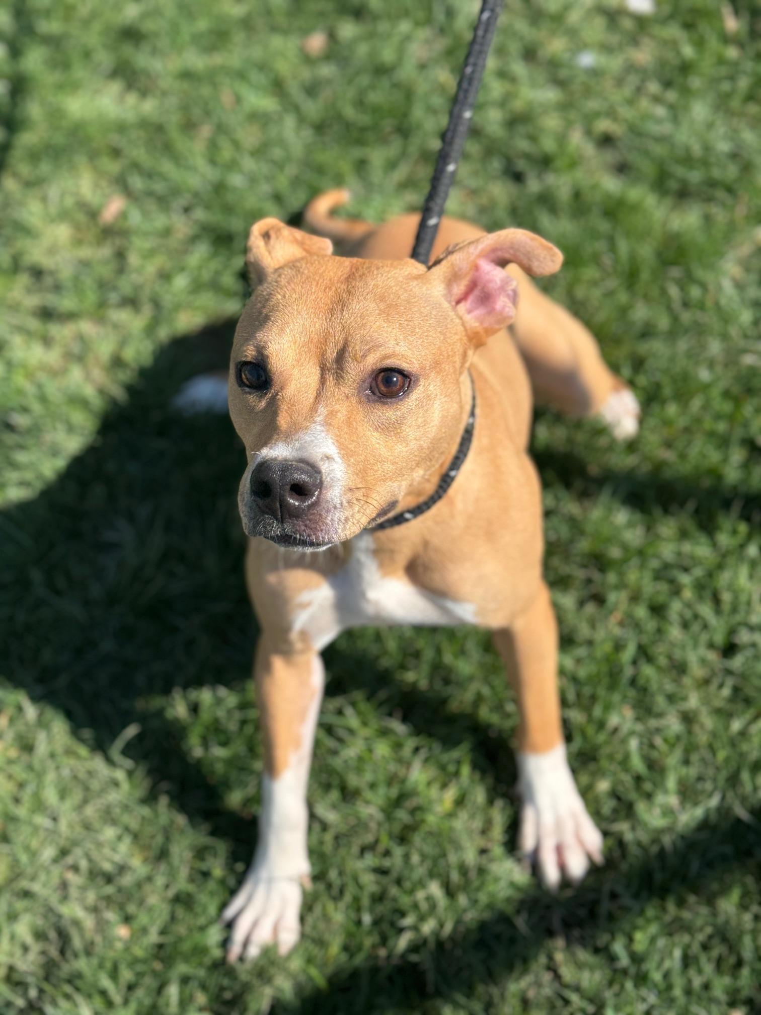 Enlarge Honey, a ADOPTABLE mixed breed in Benton Harbor, MI image 2/5