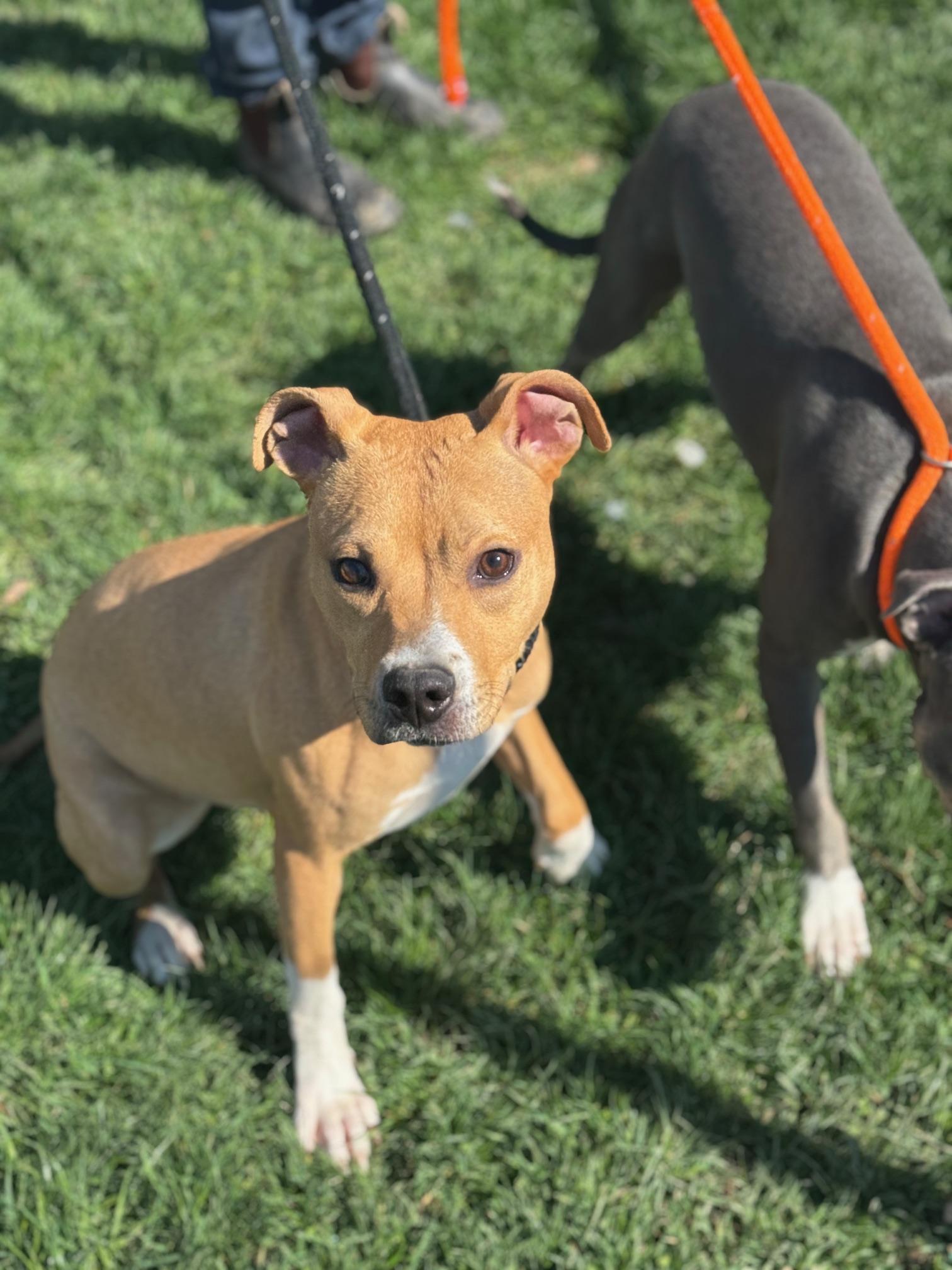 Enlarge Honey, a ADOPTABLE mixed breed in Benton Harbor, MI image 3/5