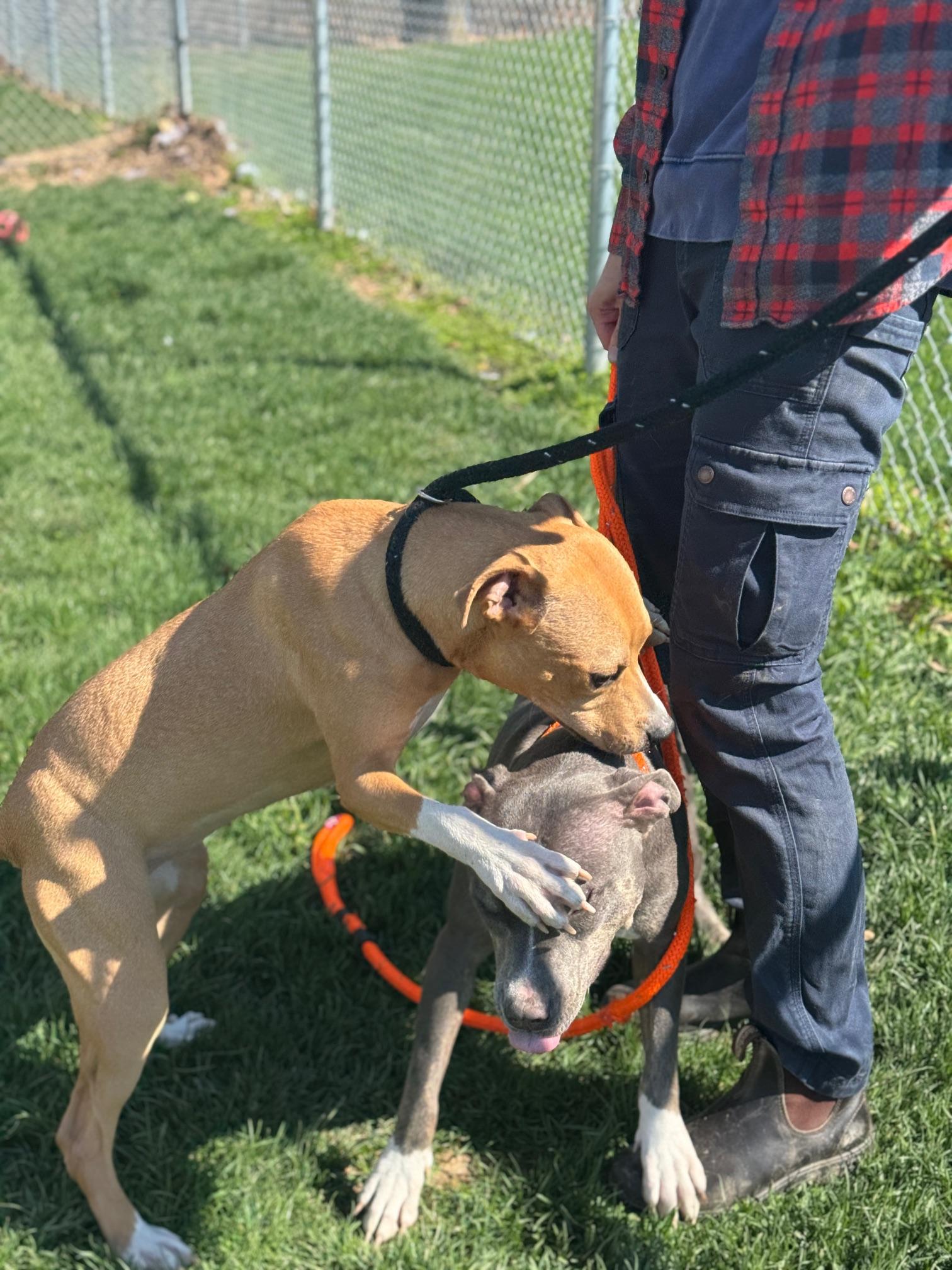 Enlarge Honey, a ADOPTABLE mixed breed in Benton Harbor, MI image 5/5