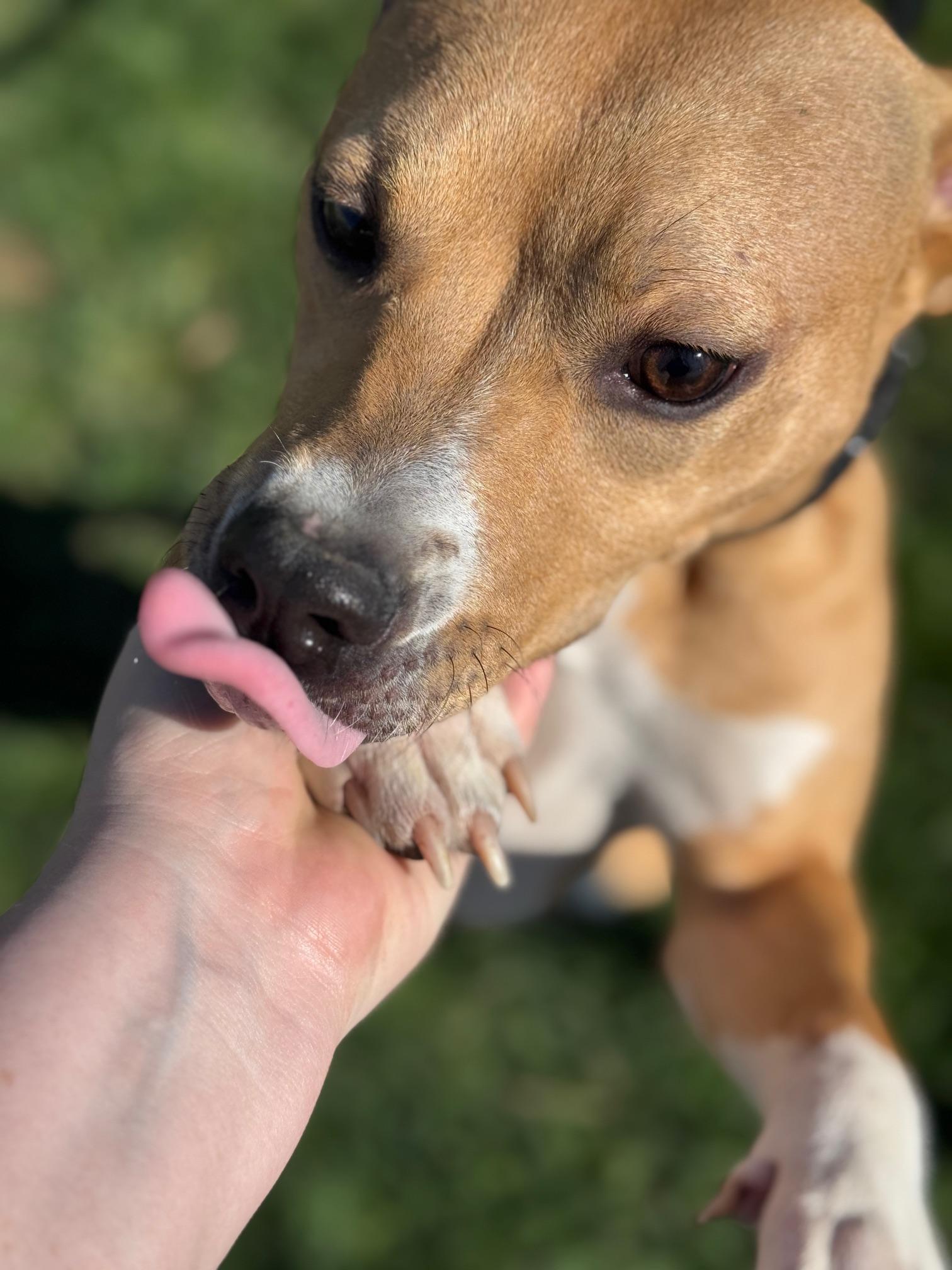 Enlarge Honey, a ADOPTABLE mixed breed in Benton Harbor, MI image 1/5