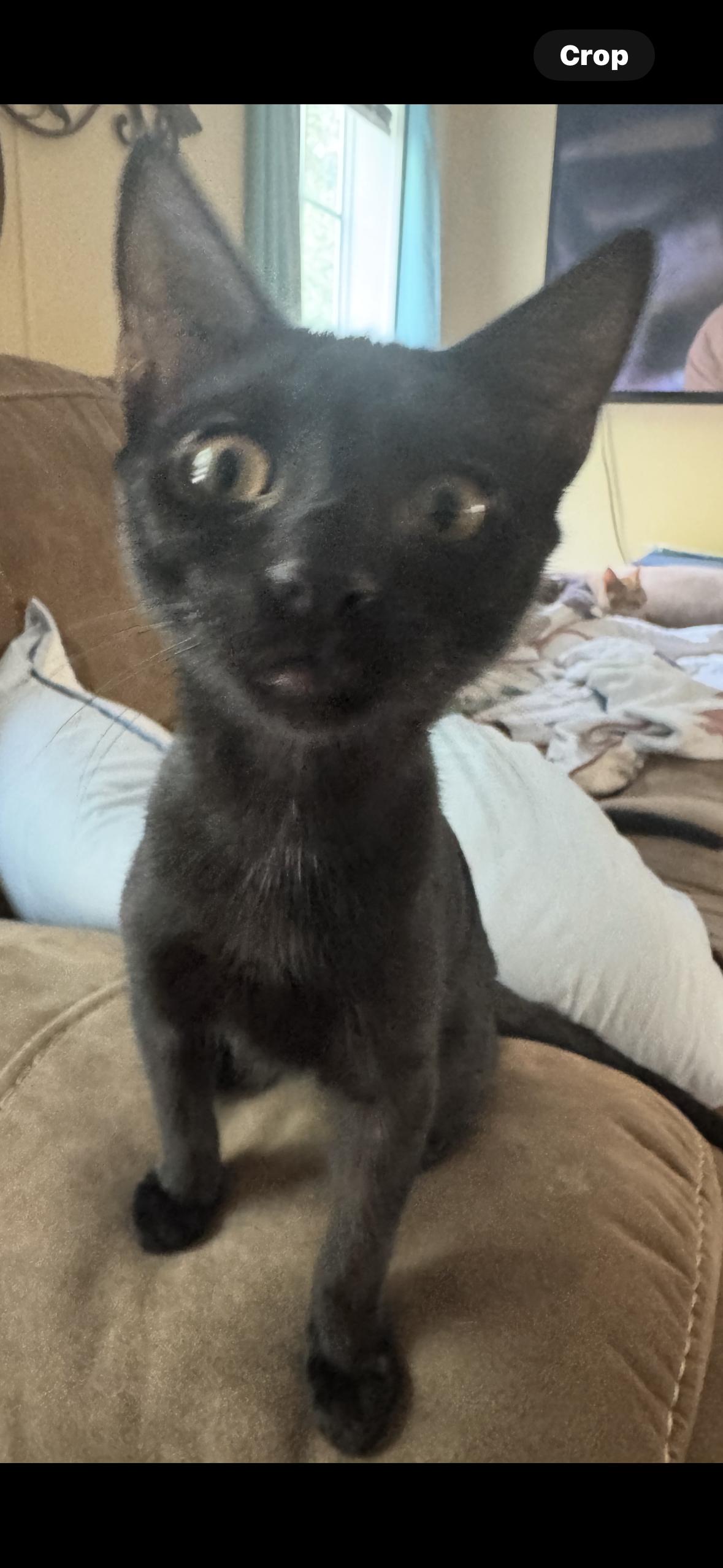 Enlarge Spooky spooks Itty Halloweenie, a Adoptable Domestic Short Hair in CRYSTAL RIVER, FL image 1/6