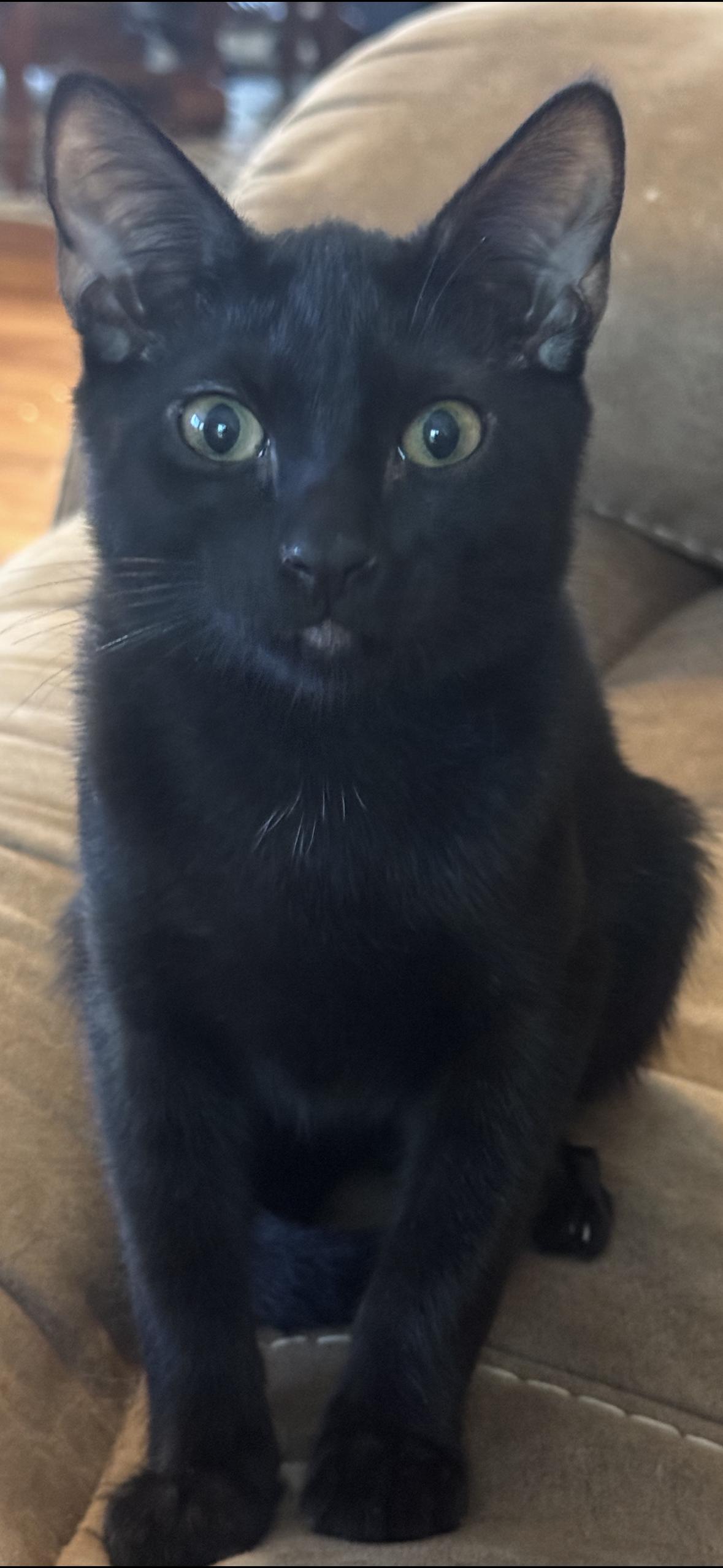 Spooky spooks Itty Halloweenie, Adoptable, Young Male Domestic Short Hair.