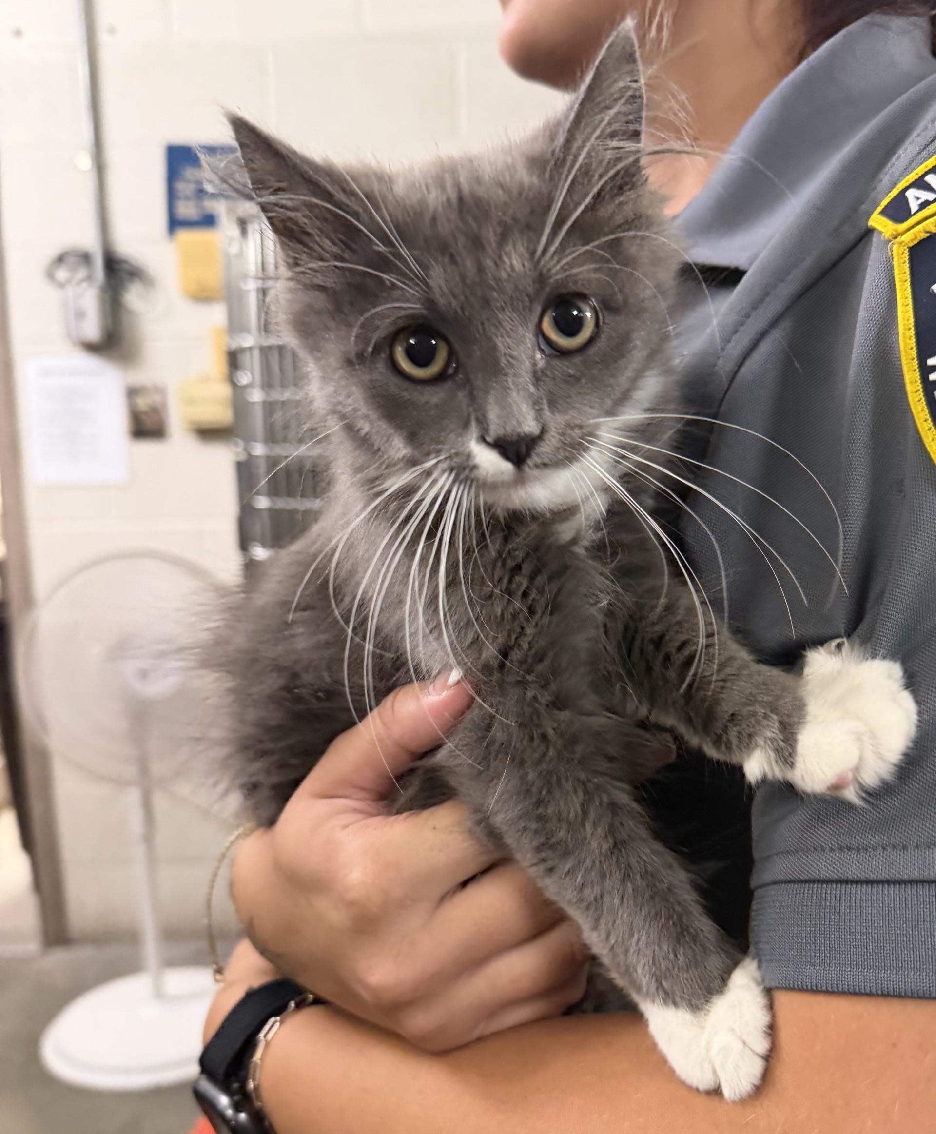 Sadie, ADOPTABLE, Young Female Domestic Short Hair.