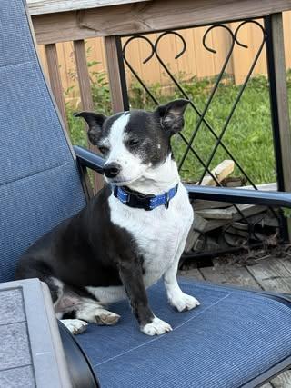 Enlarge Jack, a Adoptable mixed breed in Watertown, WI image 2/5
