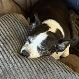 Enlarge Jack, a Adoptable mixed breed in Watertown, WI image 4/5
