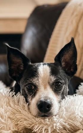 Jack, Adoptable, Senior Male Chihuahua & Boston Terrier.