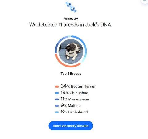 Enlarge Jack, a Adoptable mixed breed in Watertown, WI image 5/5