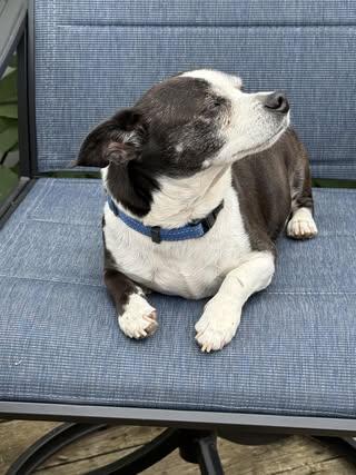 Enlarge Jack, a Adoptable mixed breed in Watertown, WI image 3/5