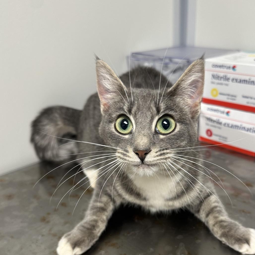 Cookie, Adoptable, Young Female Domestic Short Hair.