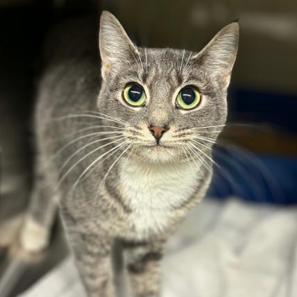 Cookie, a Adoptable mixed breed in Colorado Springs, CO image 2/2