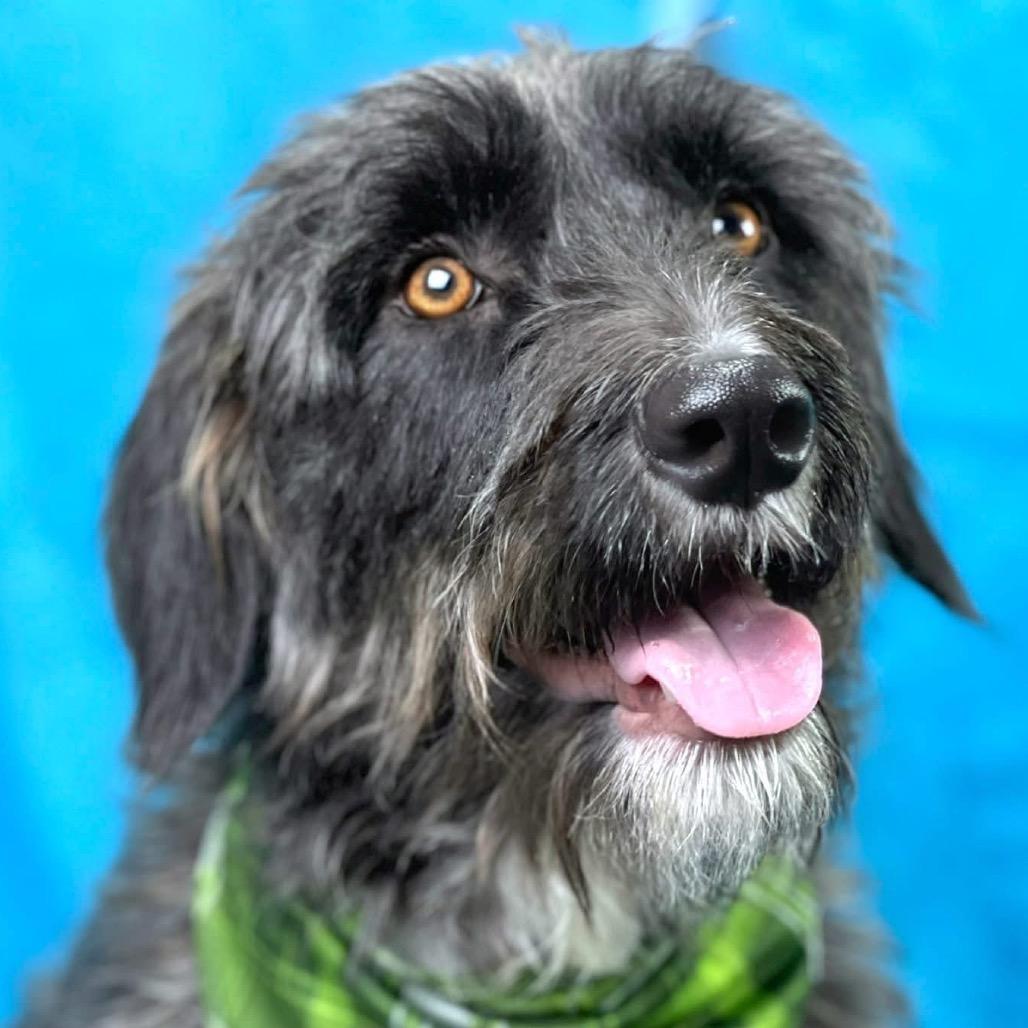 Enlarge Charlie - the handsome low rider , a Adoptable mixed breed in Austin, TX image 4/6