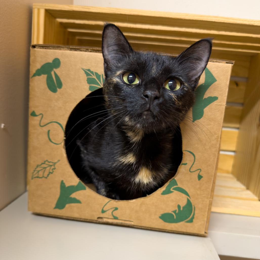 Enlarge Wendy, a Adoptable mixed breed in Gainesville, GA image 1/3