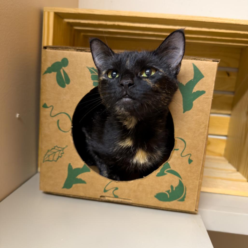 Enlarge Wendy, a Adoptable mixed breed in Gainesville, GA image 2/3