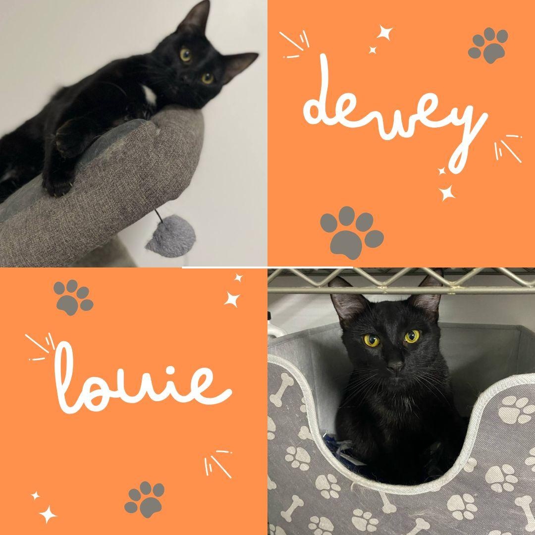Dewey & Louie, Young Male Domestic Short Hair