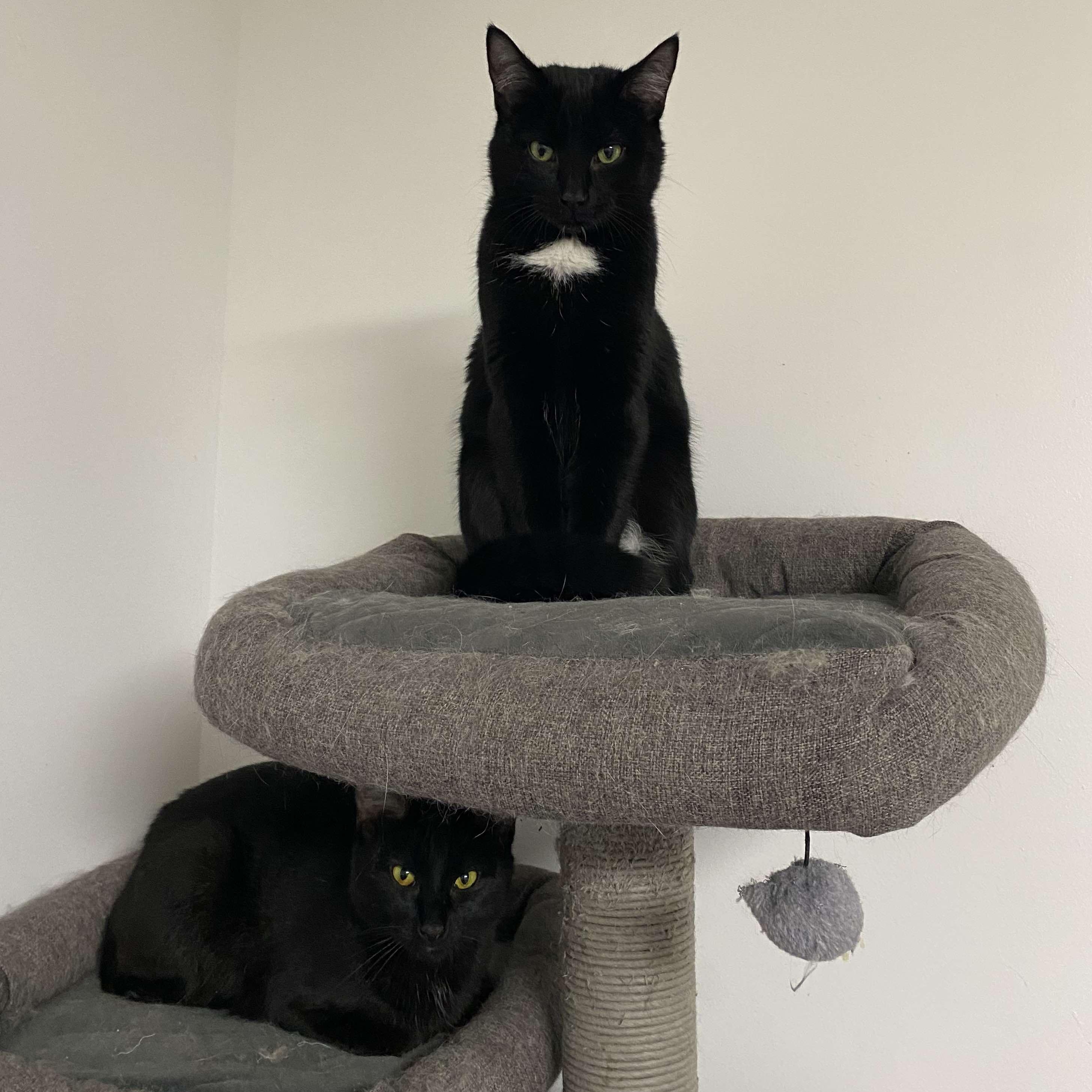 Dewey & Louie photo 2