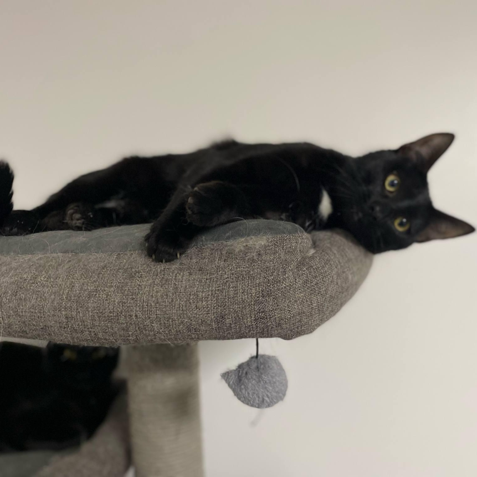 Dewey & Louie photo 4