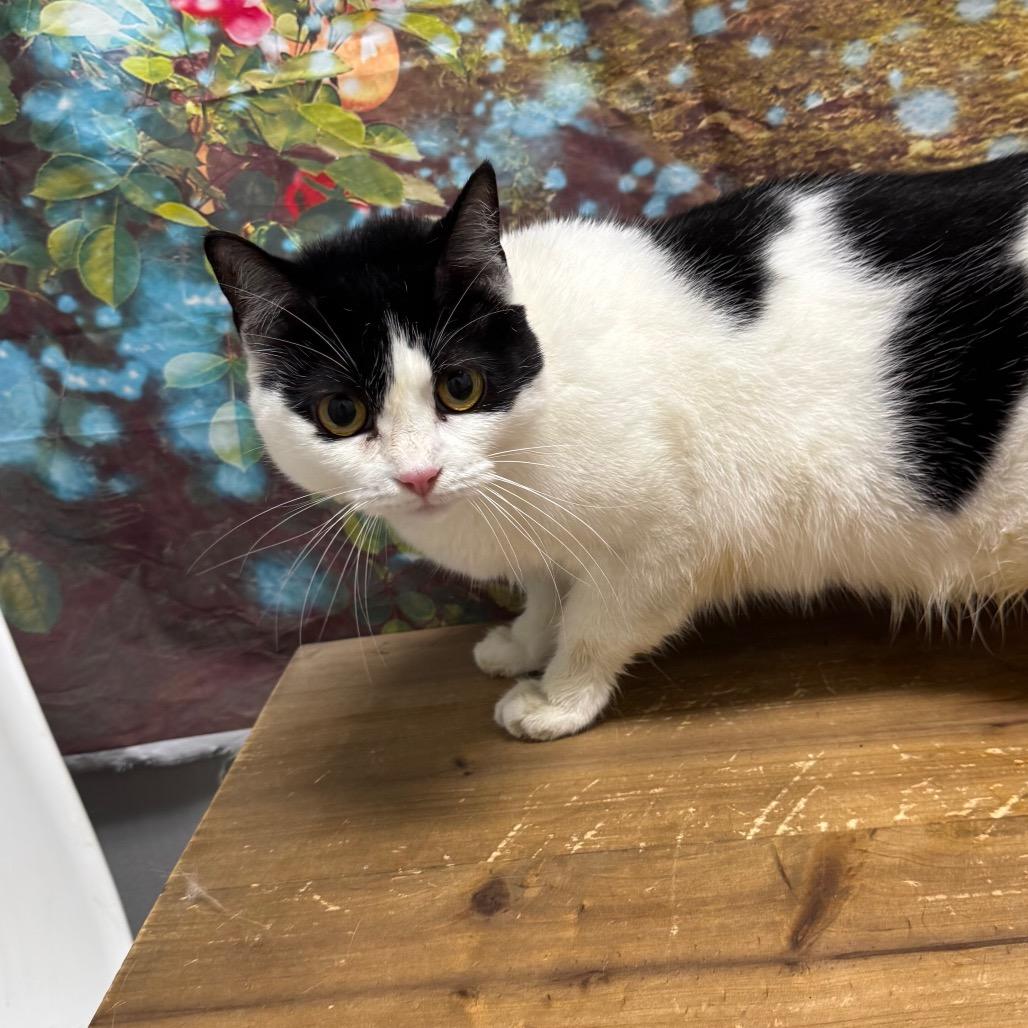 Isabella, Adoptable, Adult Female Domestic Short Hair.