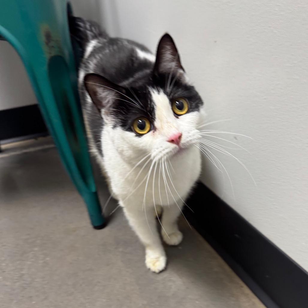 Enlarge Isabella, a Adoptable Domestic Short Hair in Normal, IL image 2/6