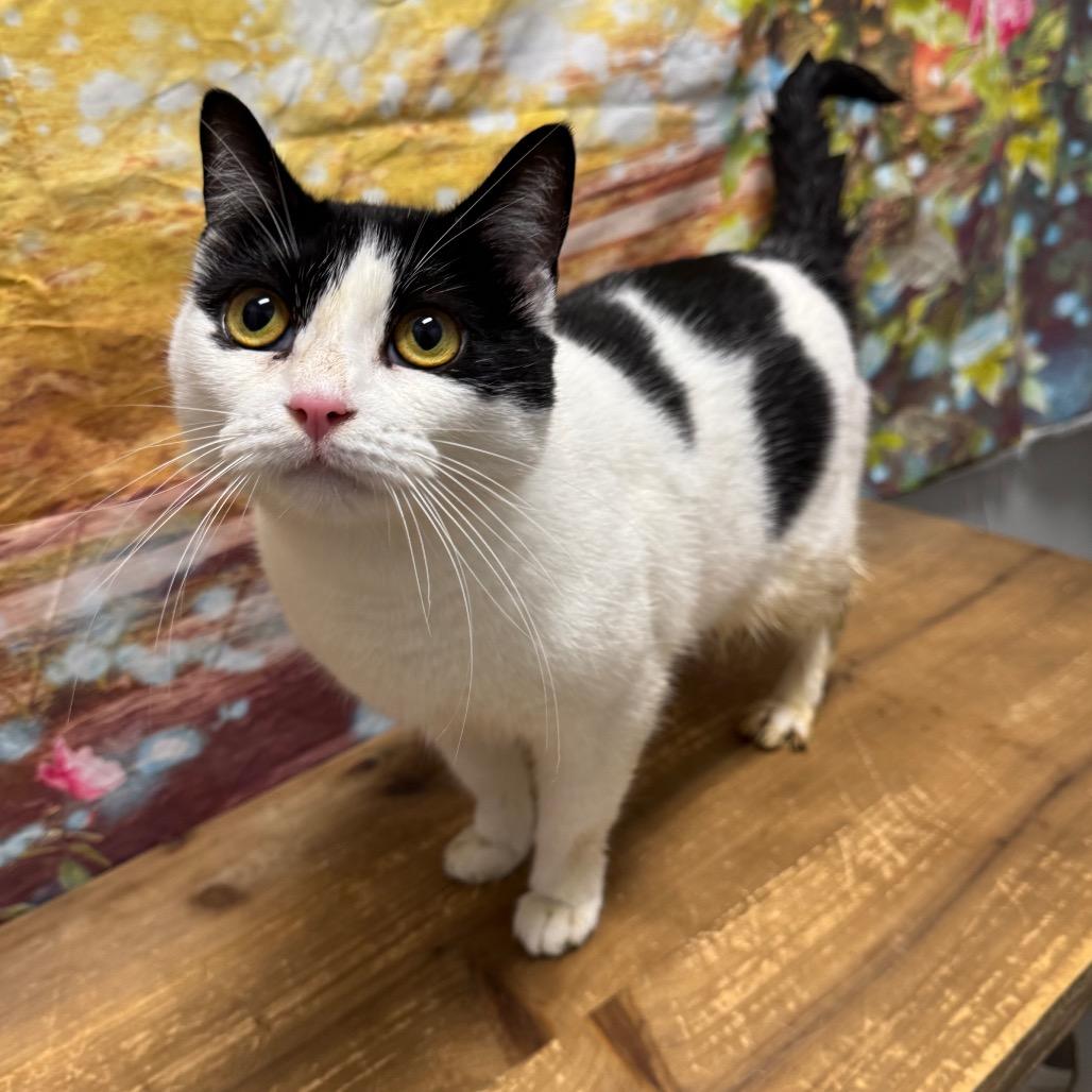Enlarge Isabella, a Adoptable Domestic Short Hair in Normal, IL image 3/6
