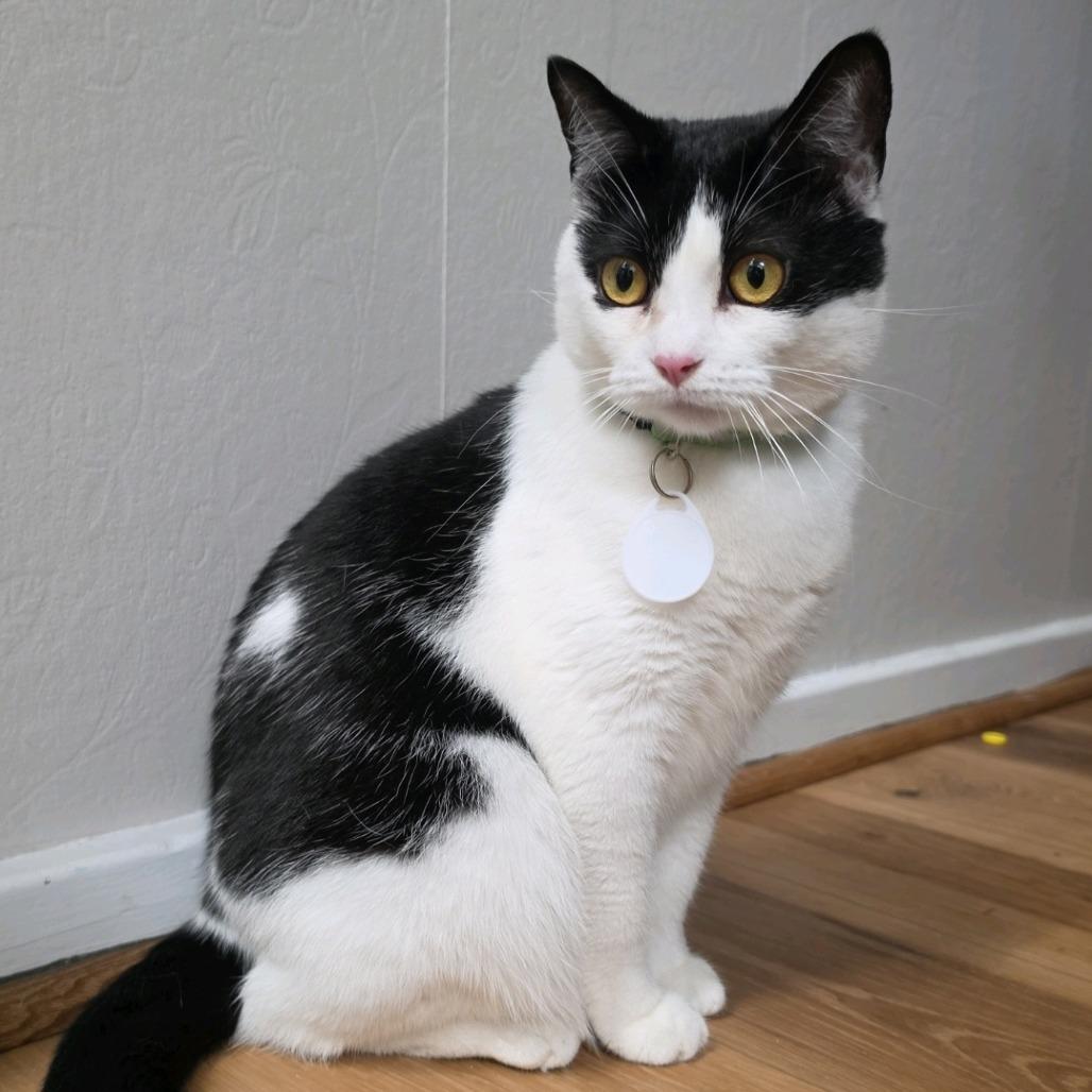 Enlarge Isabella, a Adoptable Domestic Short Hair in Normal, IL image 4/6