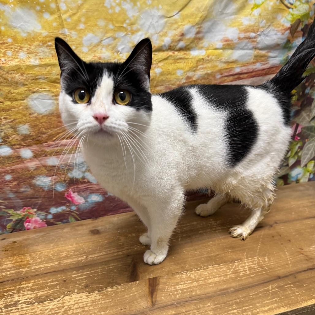 Enlarge Isabella, a Adoptable Domestic Short Hair in Normal, IL image 5/6
