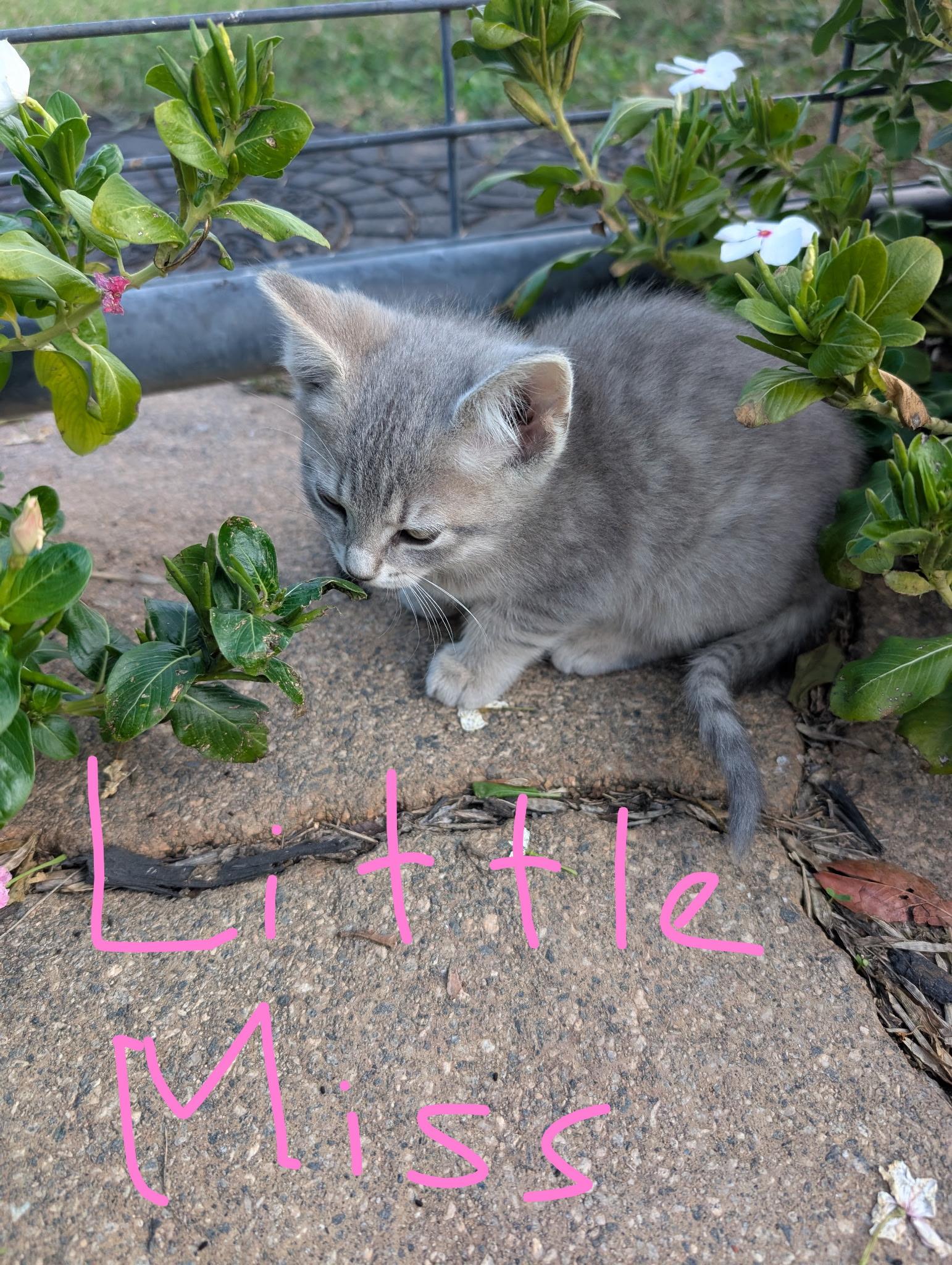 Little Miss, Adoptable, Kitten Female Domestic Short Hair.