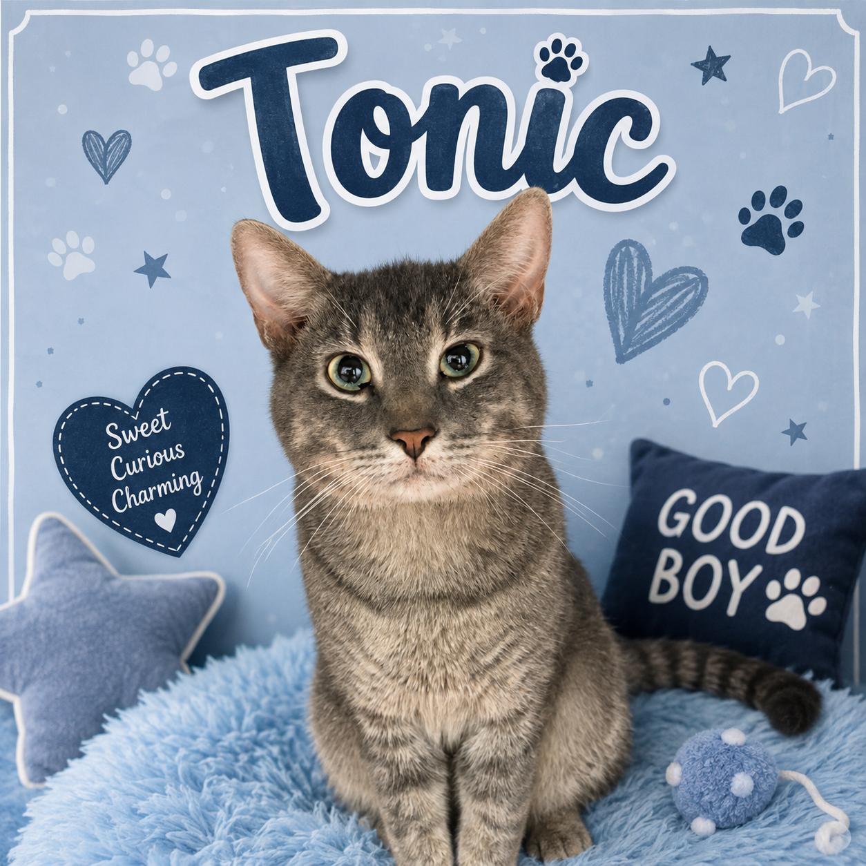 Tonic, ADOPTABLE, Young Male Domestic Short Hair.