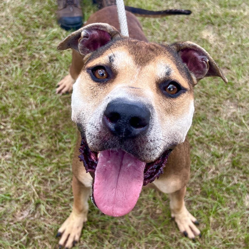 Tank, Adoptable, Adult Male Mixed Breed.