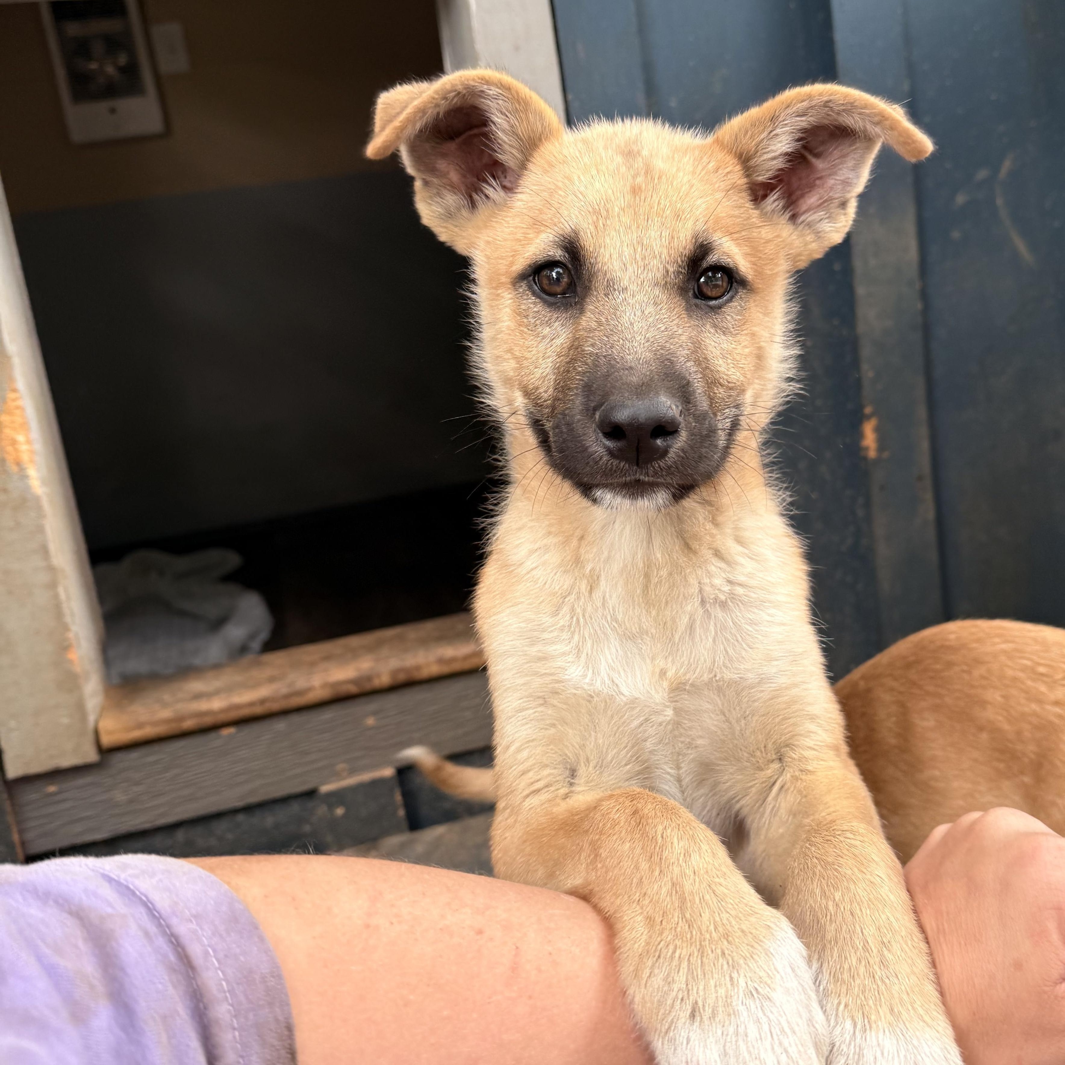 Enlarge Colby, a Adopted mixed breed in Addison, ON image 2/2
