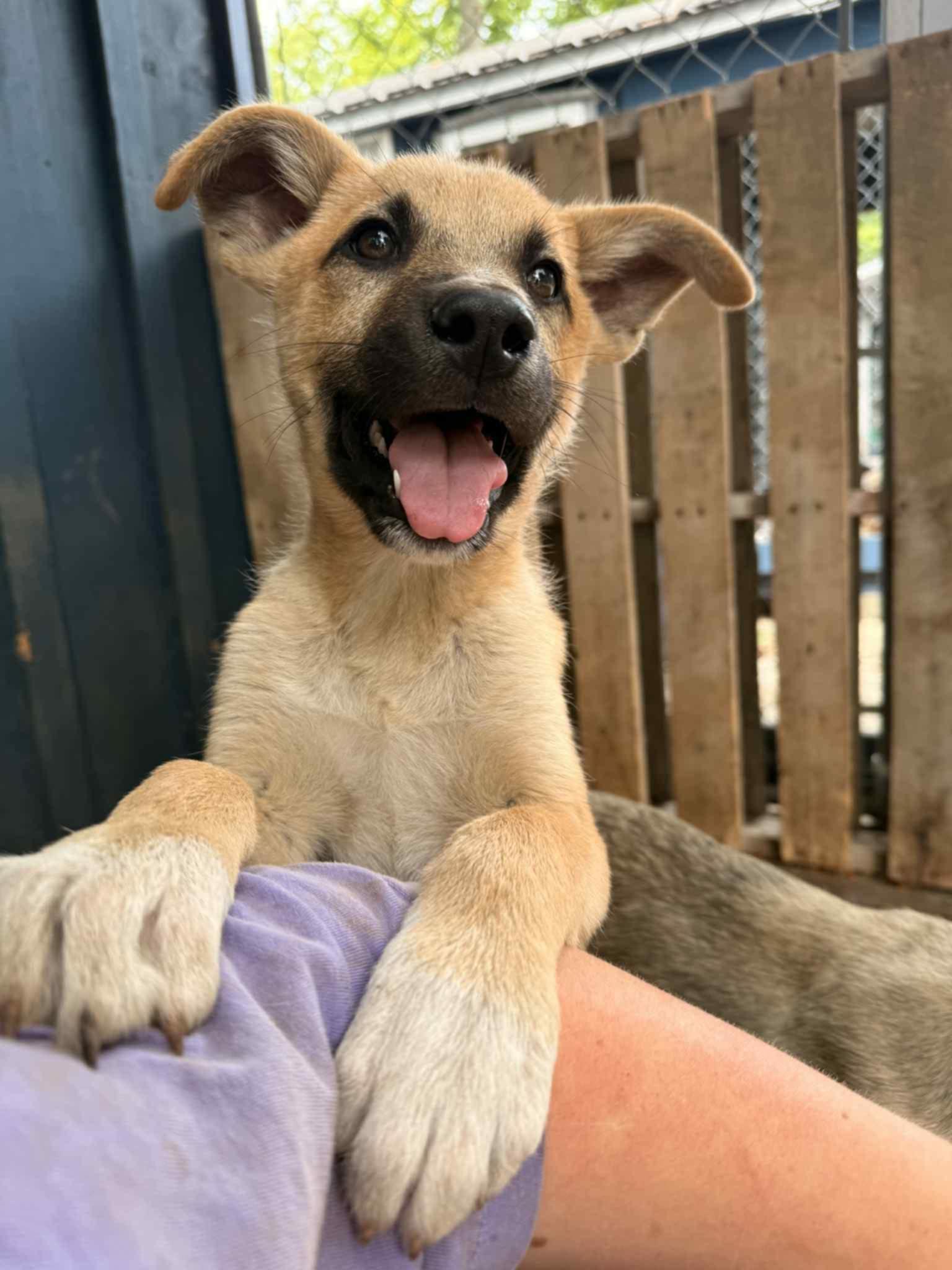 Enlarge Colby, a Adopted mixed breed in Addison, ON image 1/2