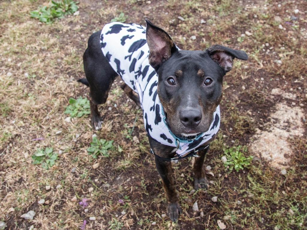 Enlarge Elmer, a Adoptable Pit Bull Terrier in Lansing, KS image 1/6