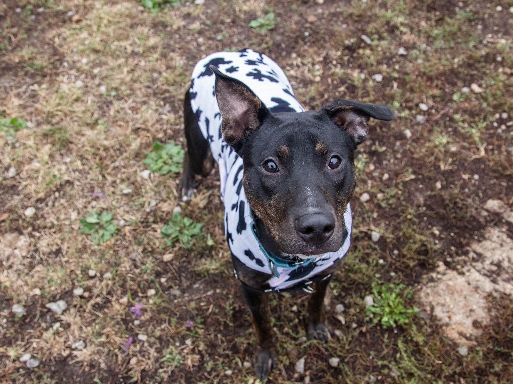 Elmer, Adoptable, Young Male Pit Bull Terrier.