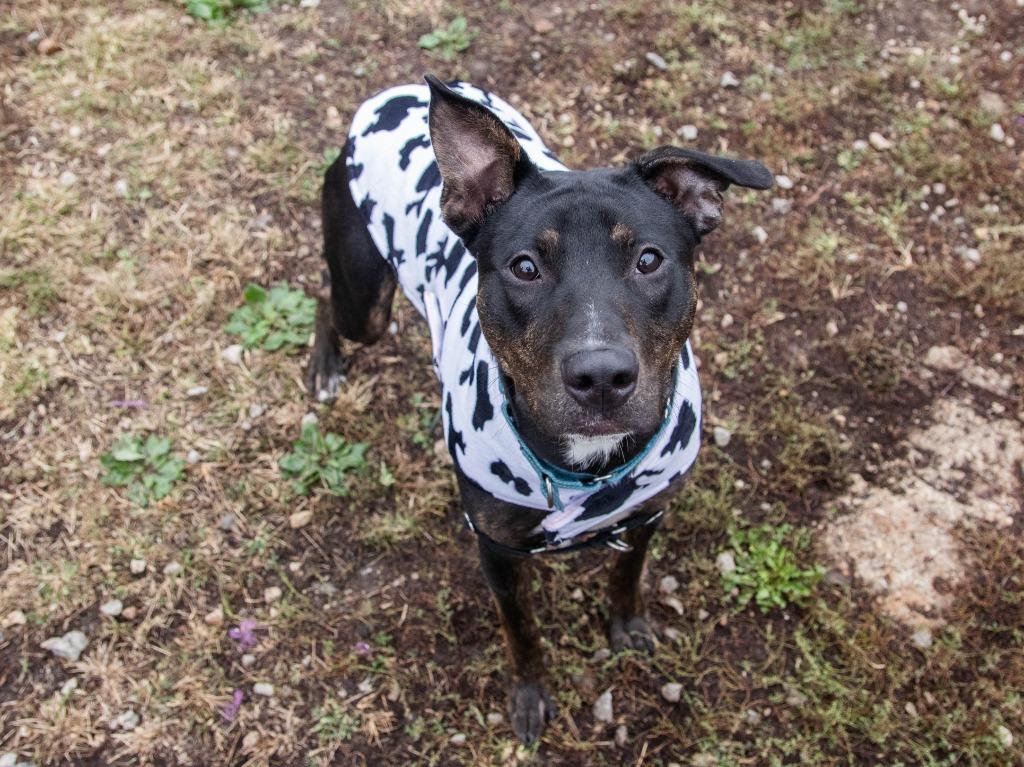 Enlarge Elmer, a Adoptable Pit Bull Terrier in Lansing, KS image 2/6