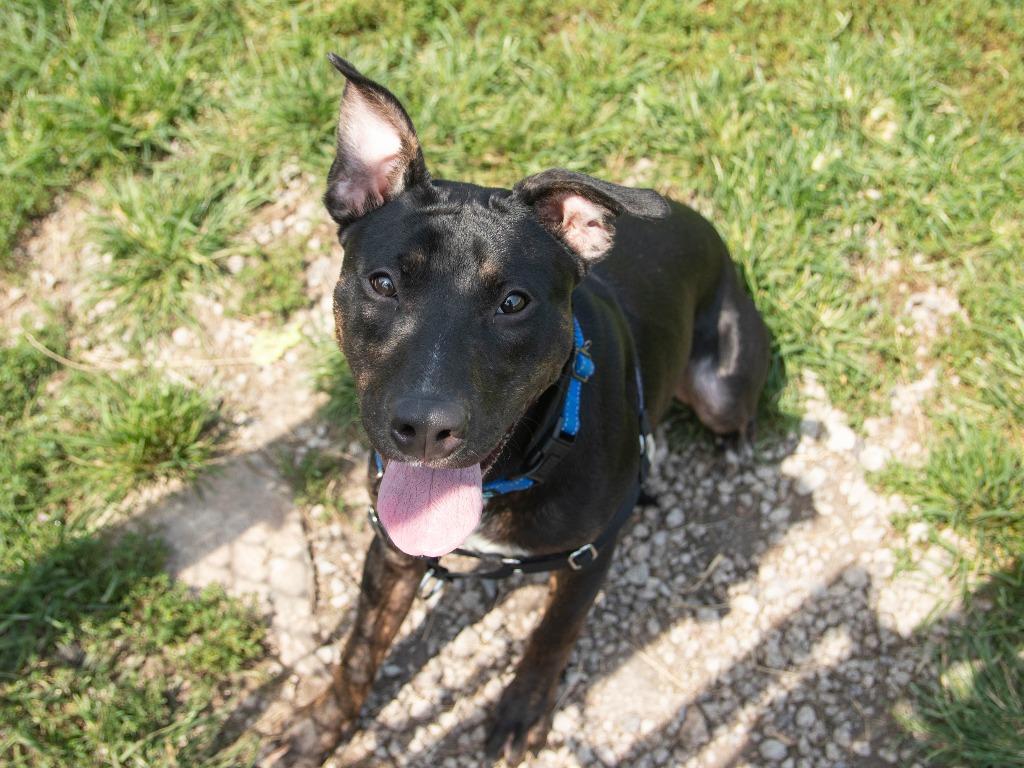 Enlarge Elmer, a Adoptable Pit Bull Terrier in Lansing, KS image 3/6