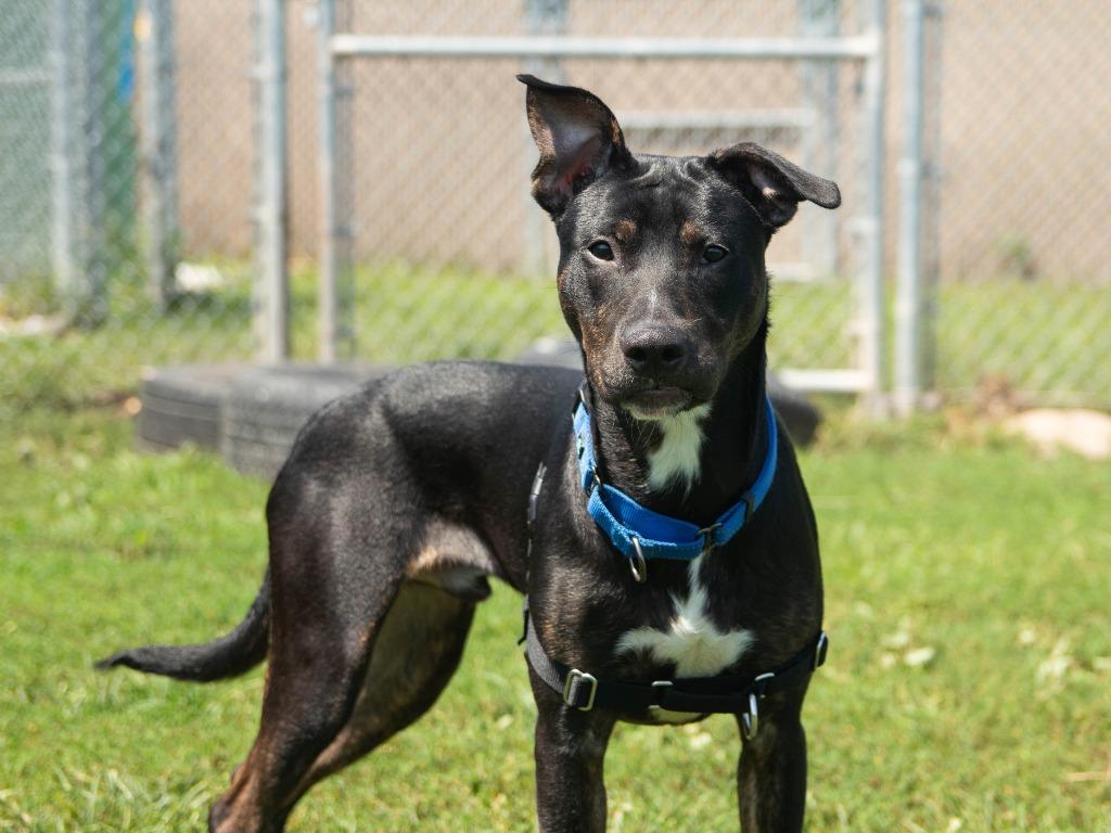 Enlarge Elmer, a Adoptable Pit Bull Terrier in Lansing, KS image 4/6
