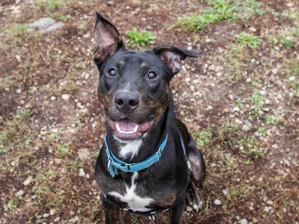 Enlarge Elmer, a Adoptable Pit Bull Terrier in Lansing, KS image 6/6