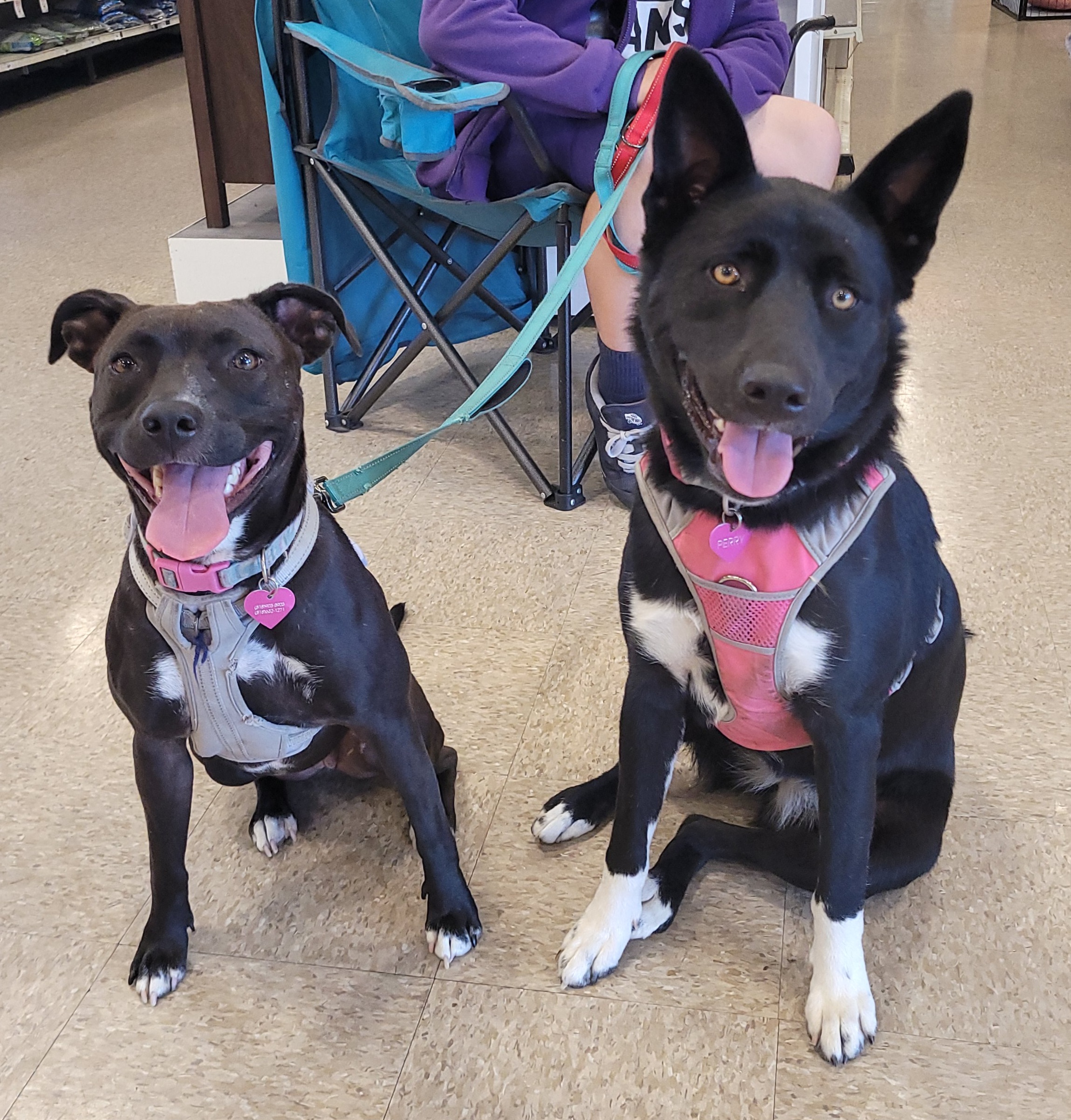 Turtle, a Adoptable mixed breed in Reseda, CA image 1/6