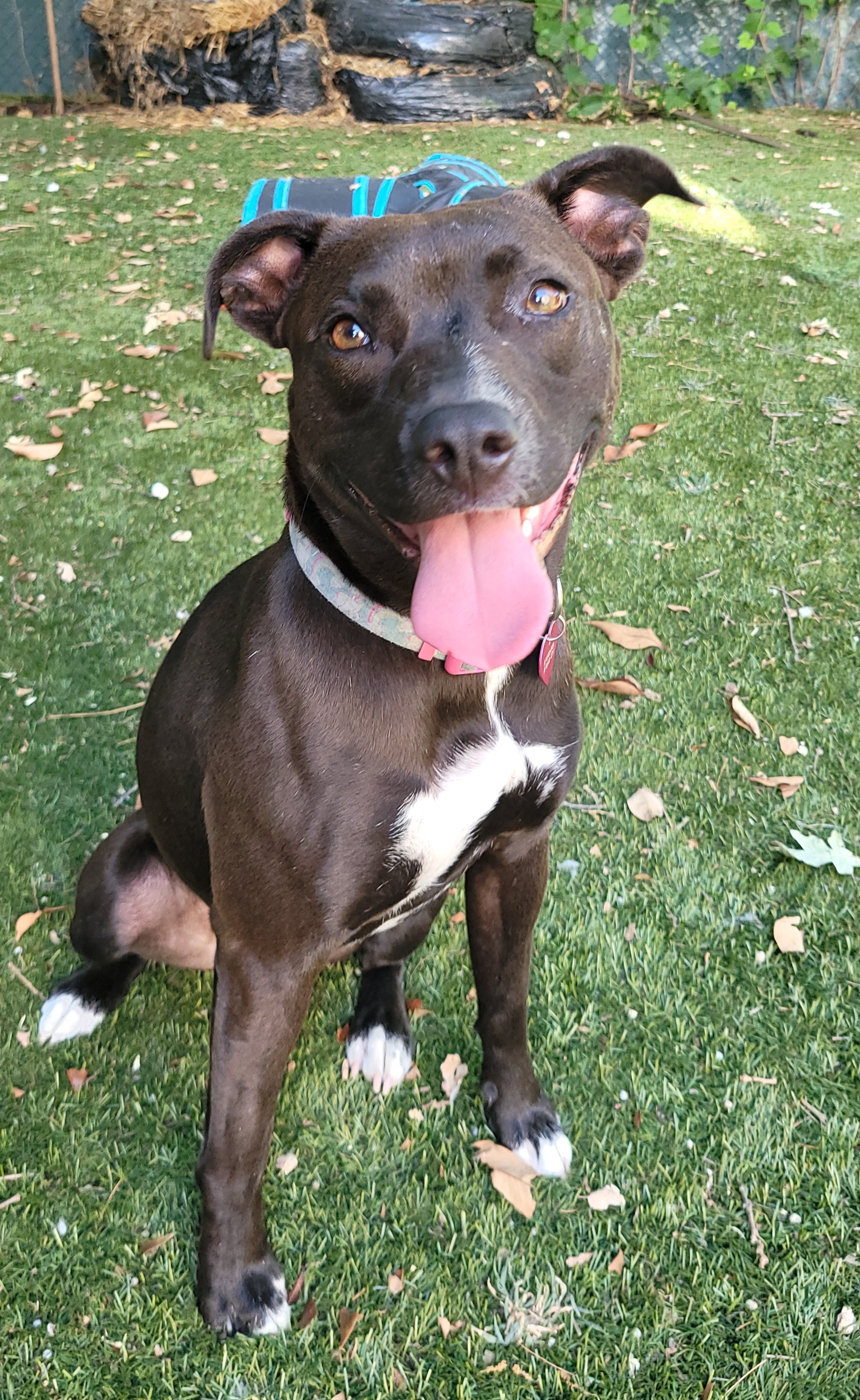 Turtle, a Adoptable mixed breed in Reseda, CA image 2/6
