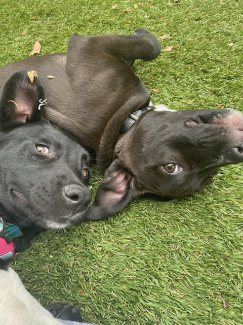 Turtle, a Adoptable mixed breed in Reseda, CA image 6/6