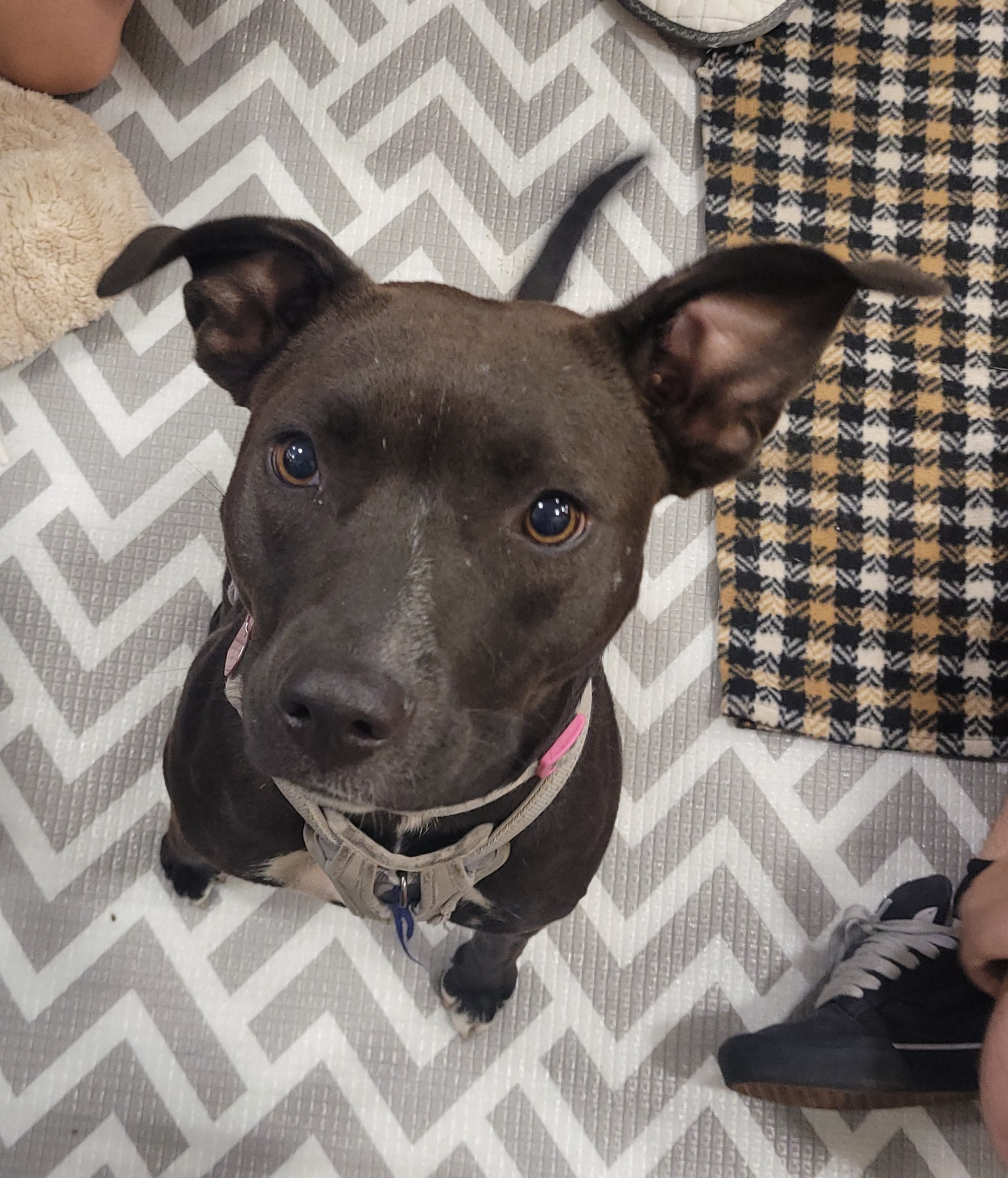 Turtle, a Adoptable mixed breed in Reseda, CA image 3/6