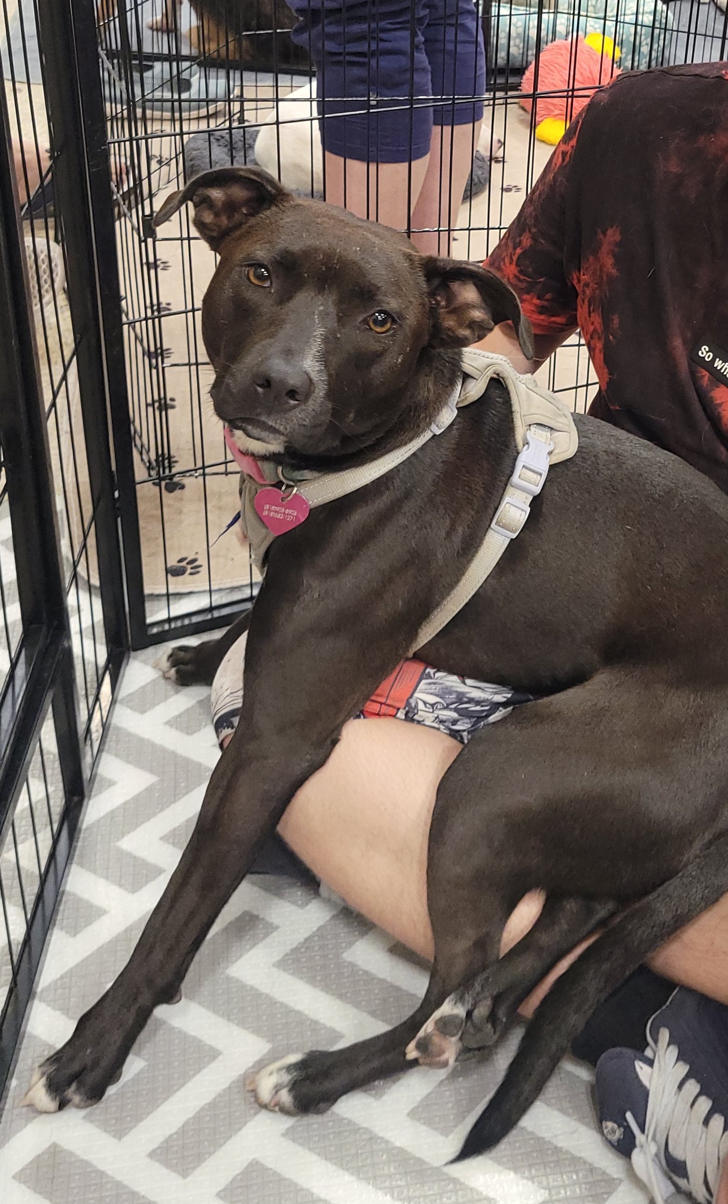 Turtle, a Adoptable mixed breed in Reseda, CA image 4/6